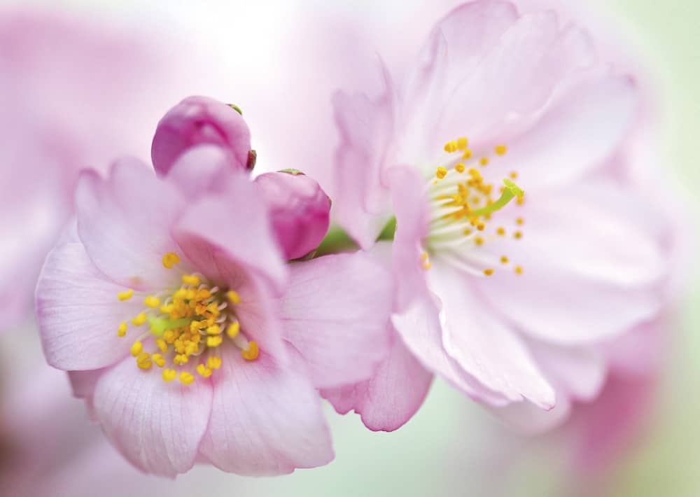 Nr. 092 wieder lieferbar! Japanische Blütenkirsche