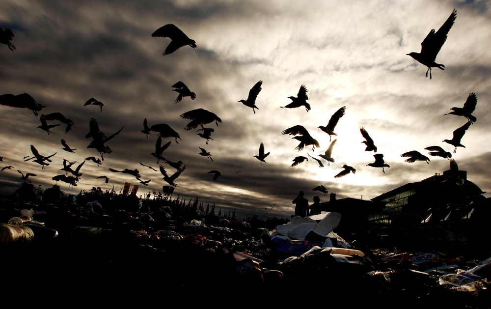Seagulls pick over the debris left by punters at the annual Melbourne Cup race, Melbourne, Australia 2006