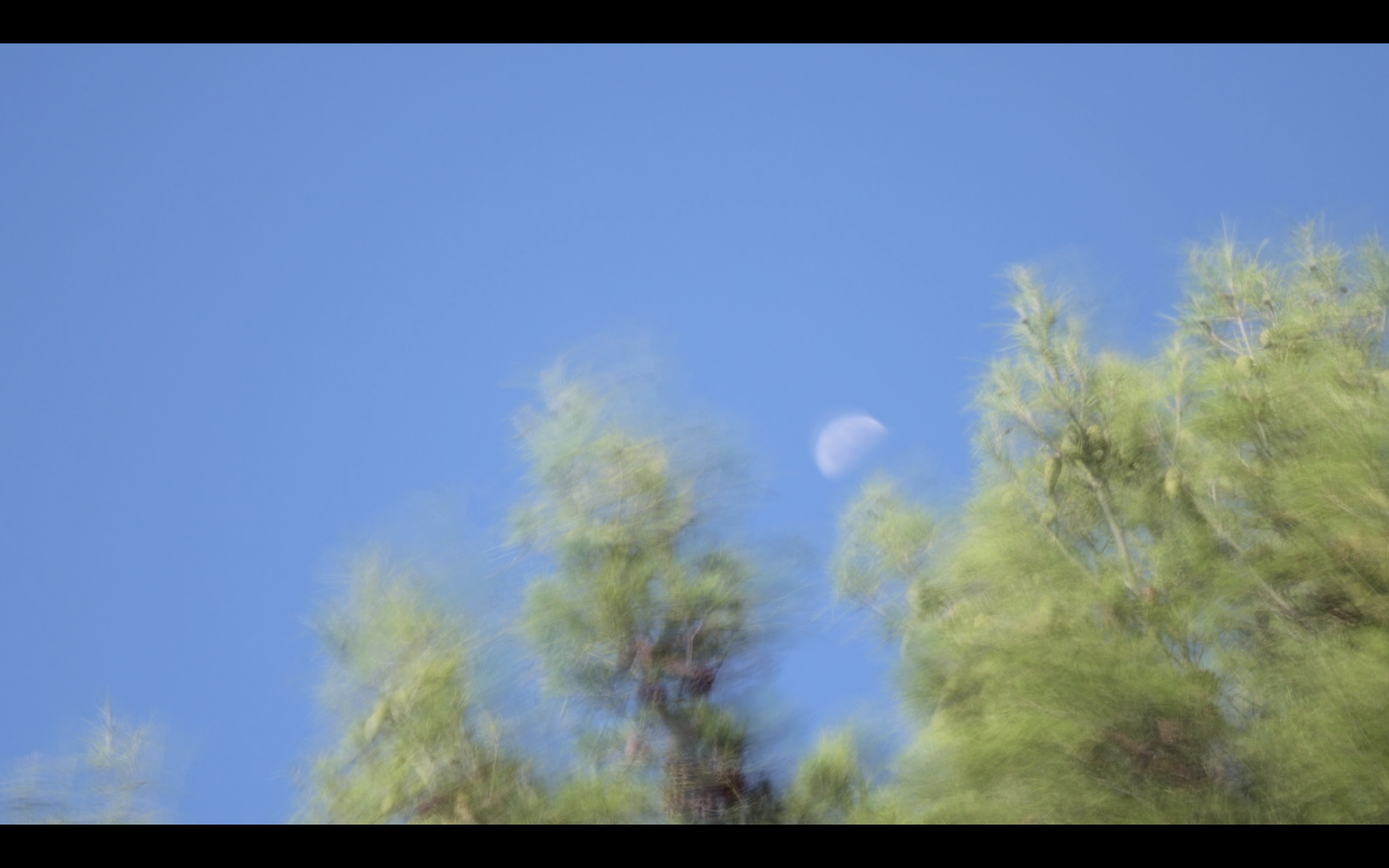 The Tree and the Moon