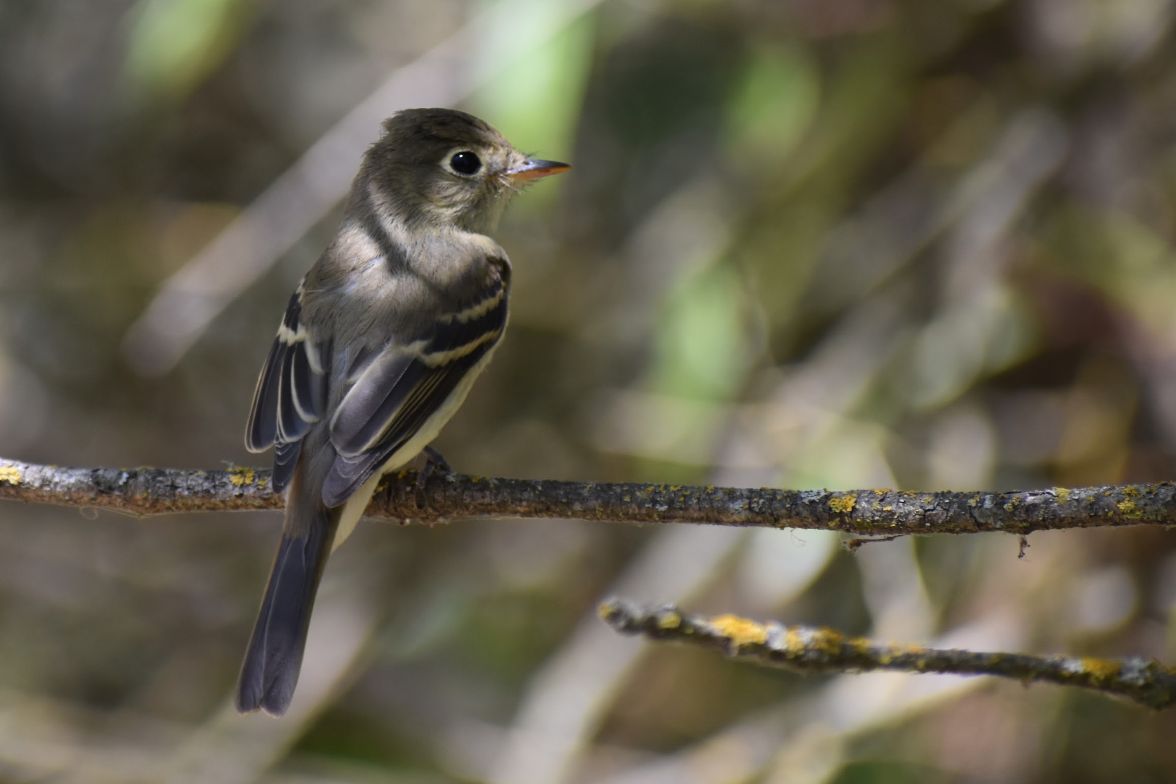 Pacific Slope Flycatcher, Oakland, CA