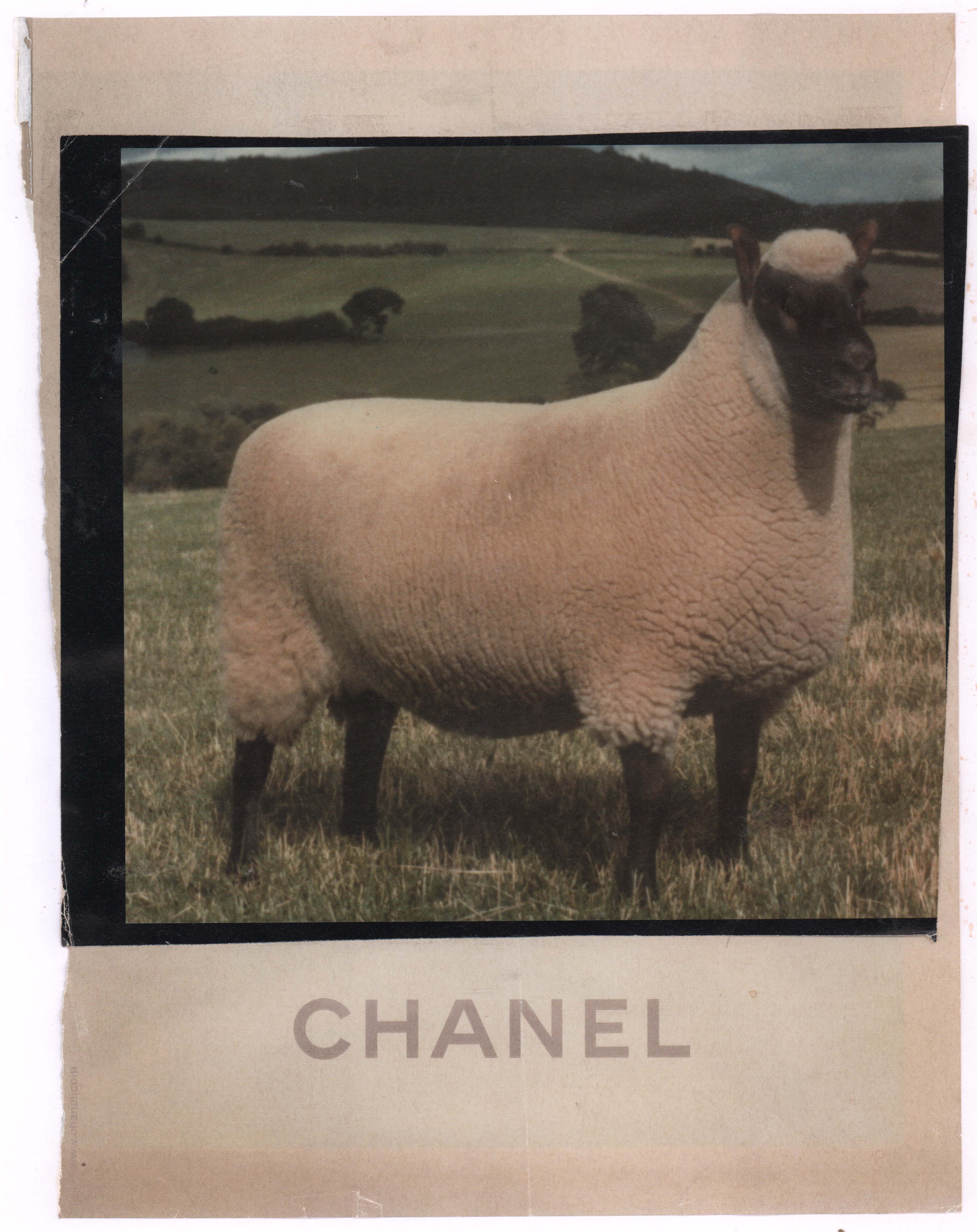 A Sheep for Chanel, 2020, photomontage, 23 x 30 cm