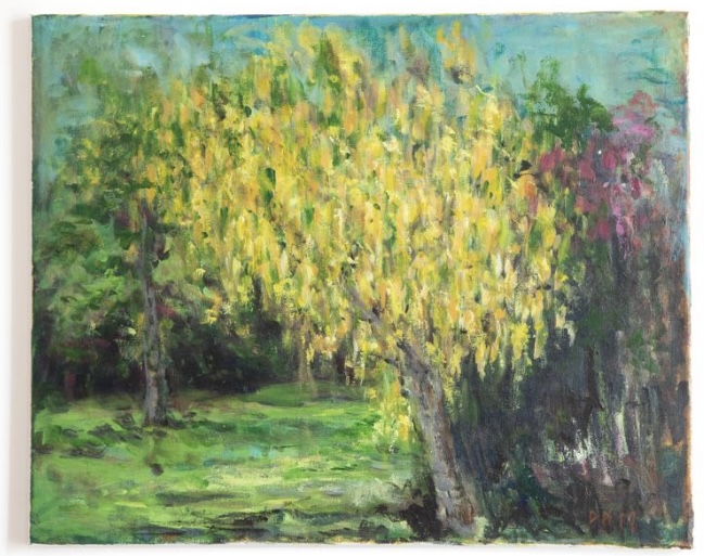 Laburnum Tree €300
