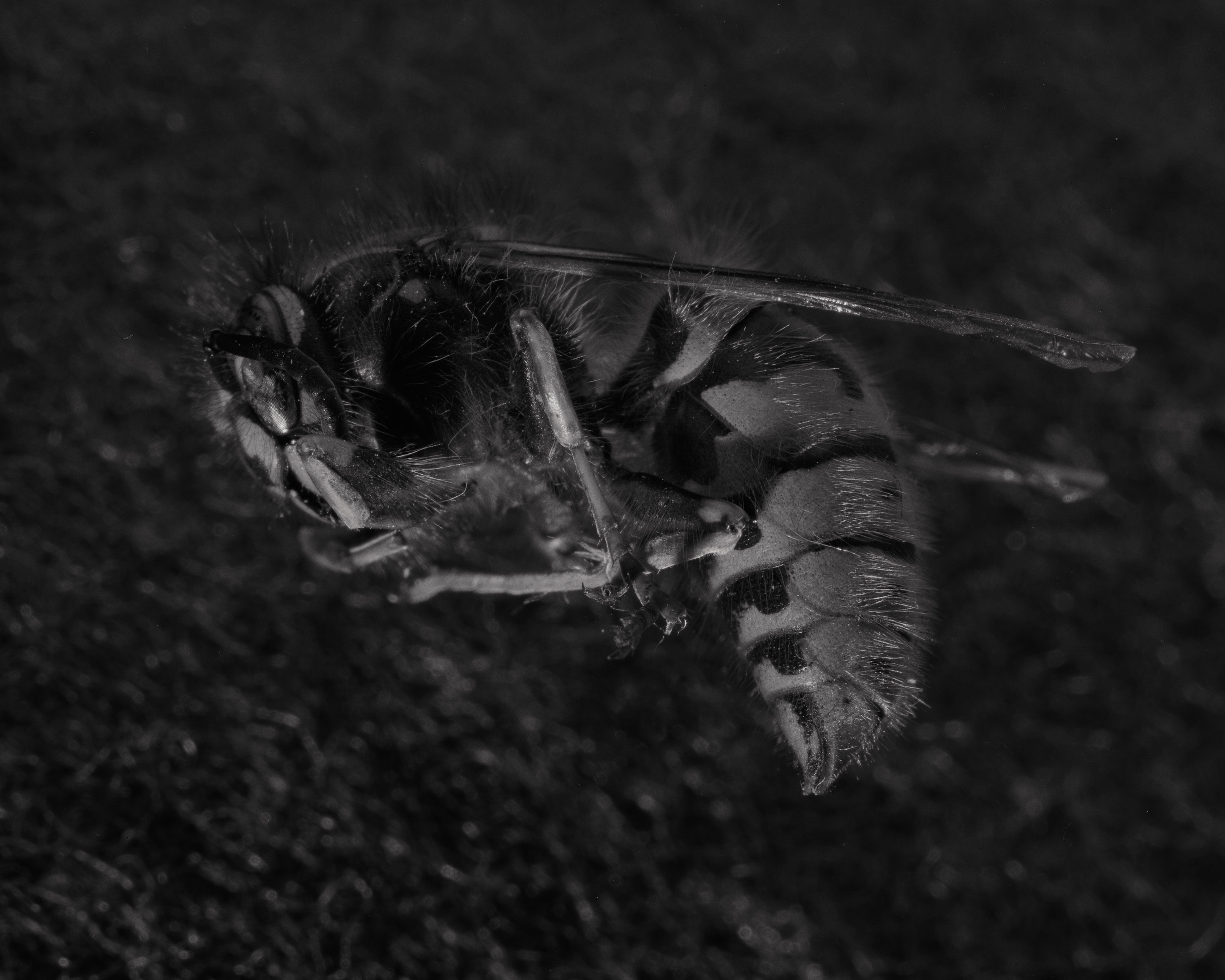 Tree Wasp - Dolichovespula sylvestris