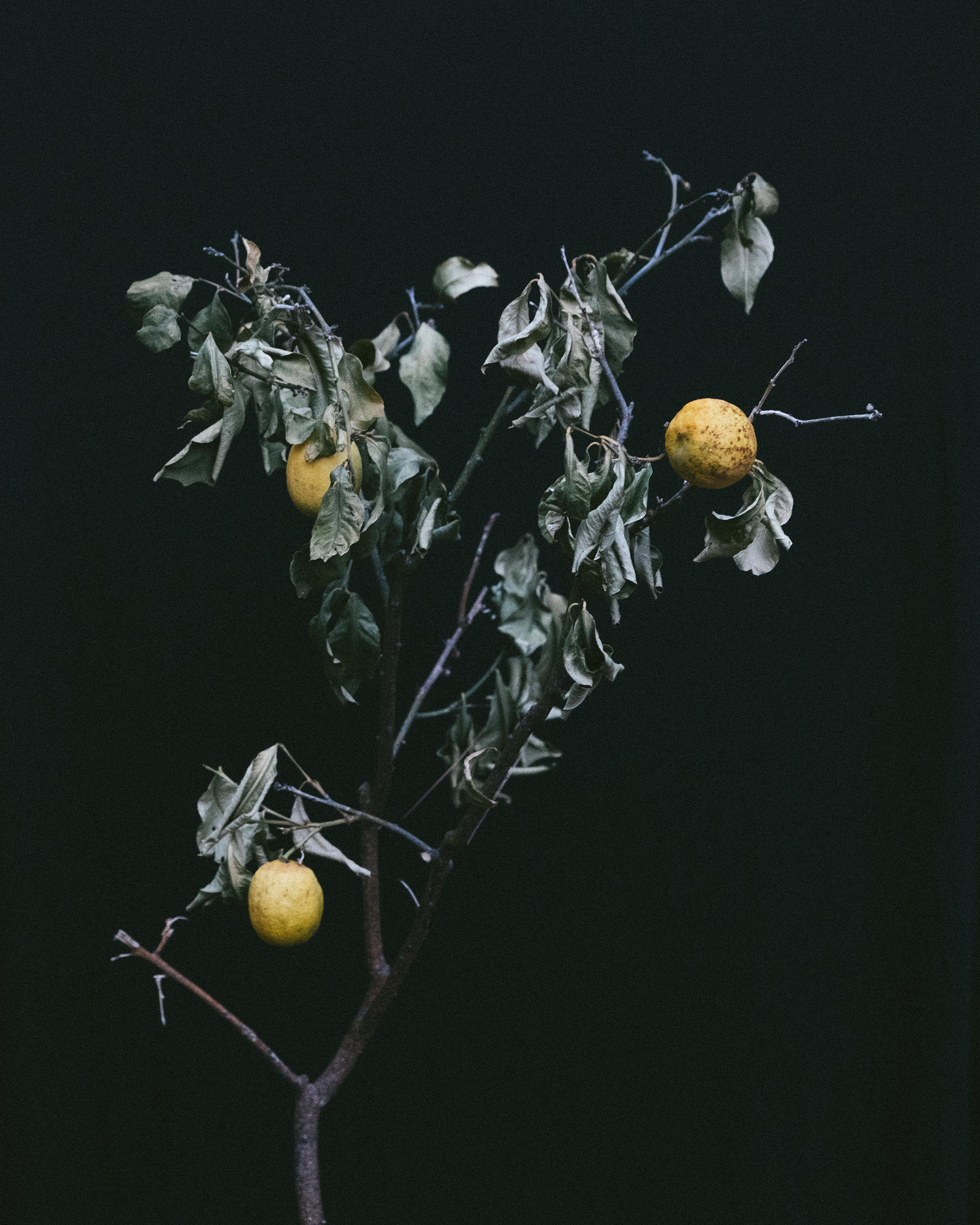 Jenica Heintzelman, Limonero, Archival Inkjet Print, 2019