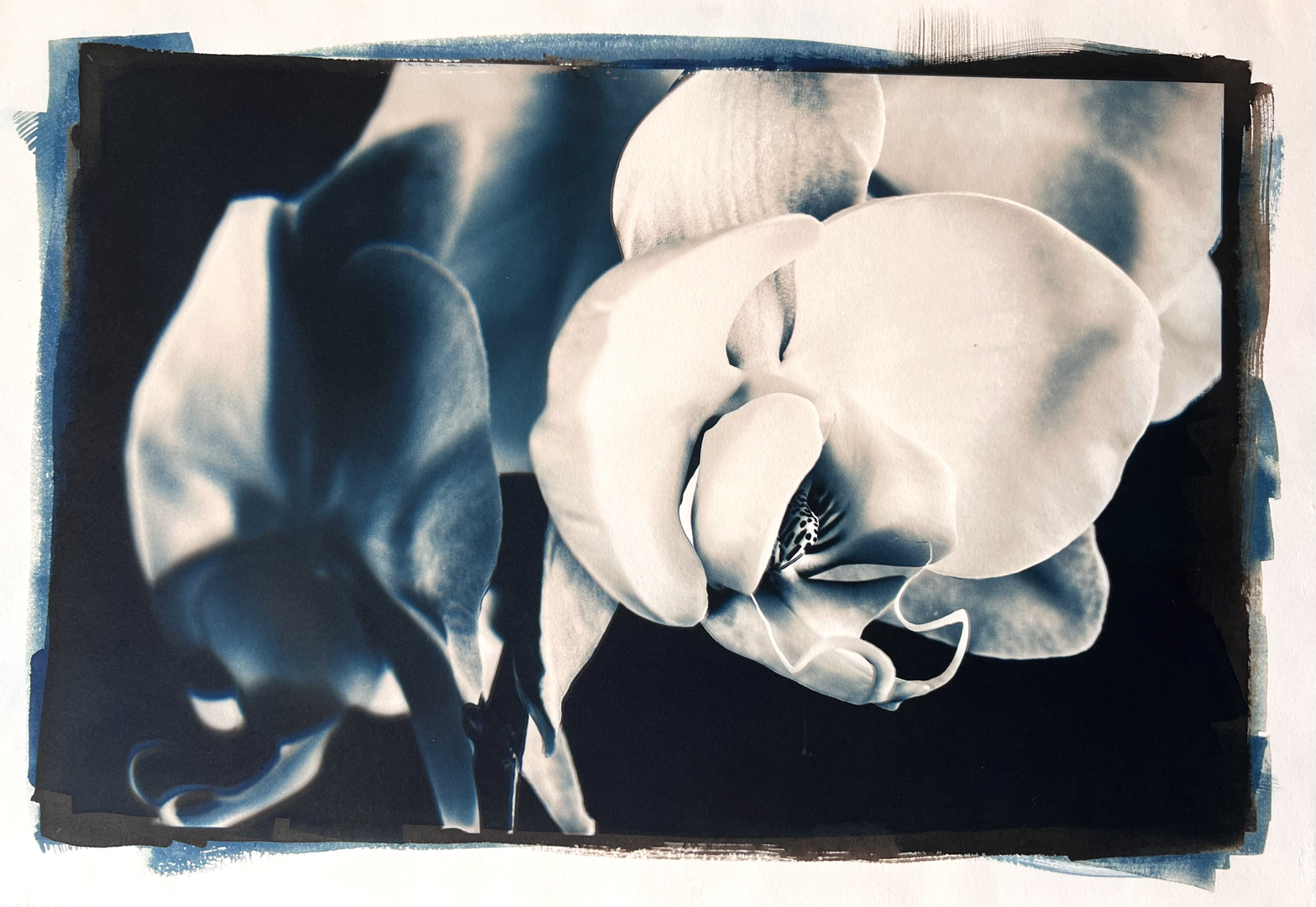 © Vera MERCER