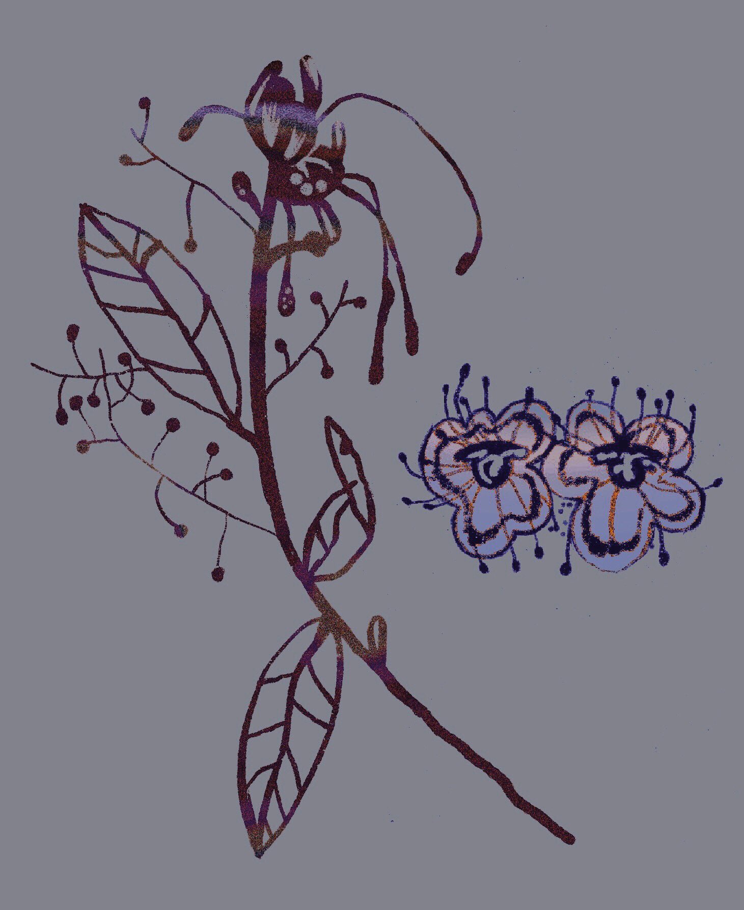 Flower, Eyes (digital)