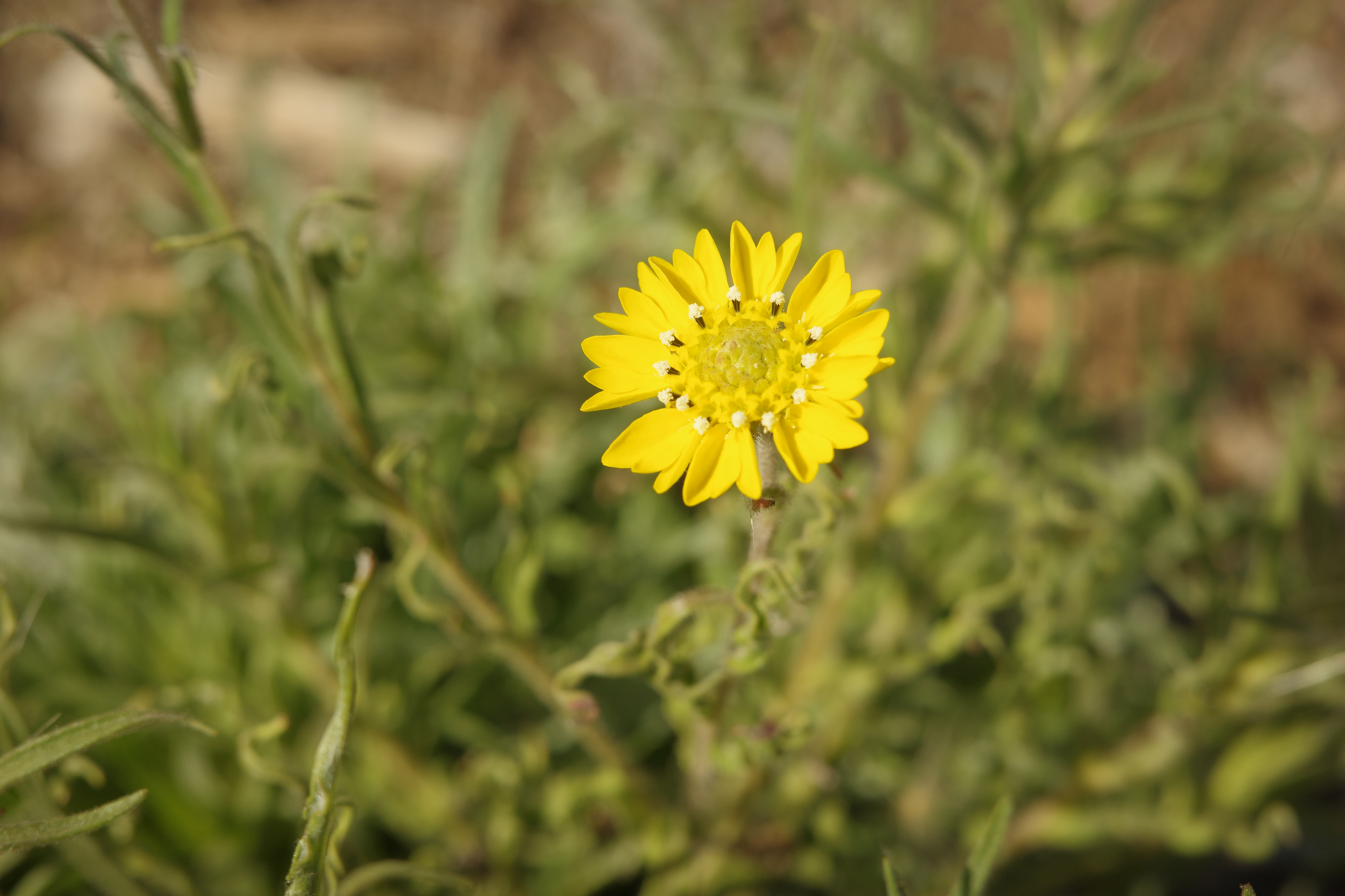 Hemizonia congesta / Hayfield Tarweed