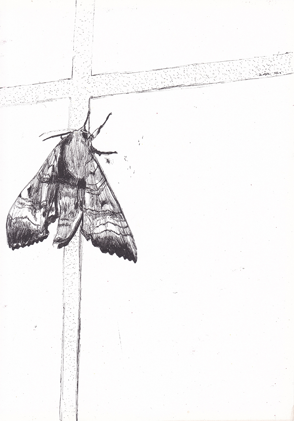 박각시나방, 2022, pen on paper, 27.9*21(cm)