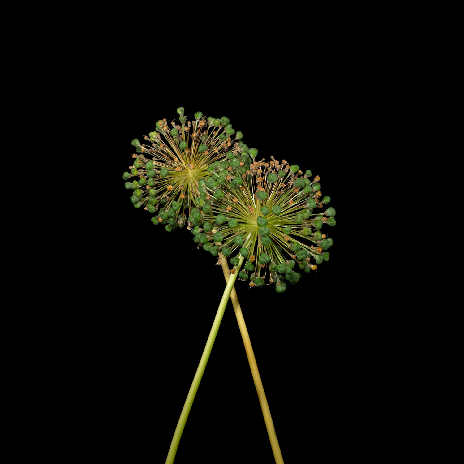 Allium (Mulberry Grove) (2023)