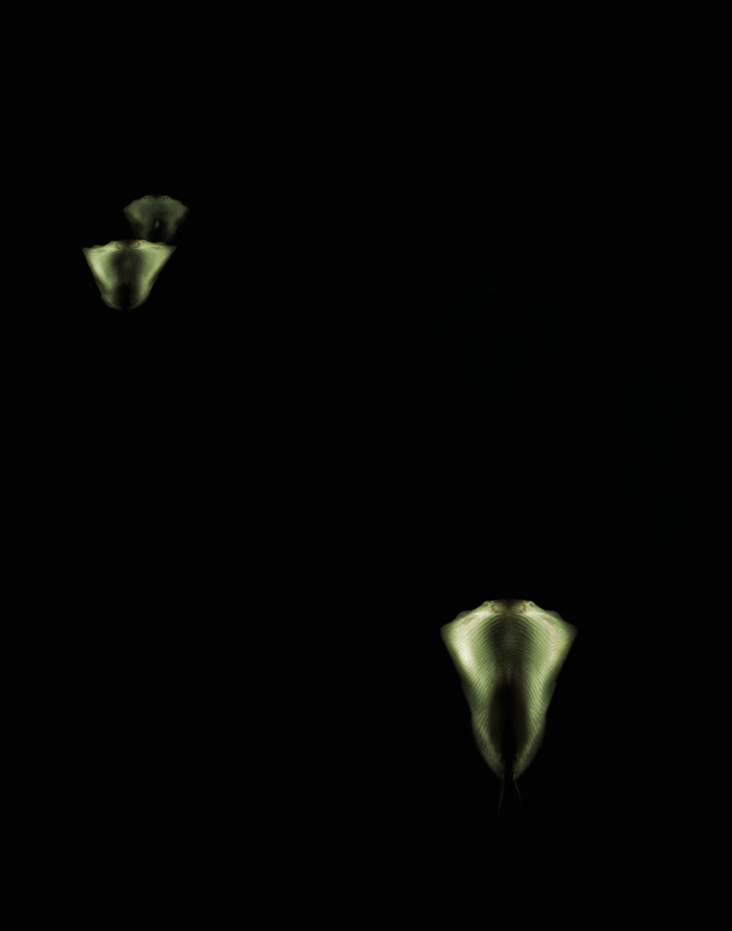 Foraminiferod