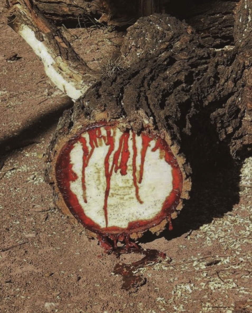 ‘Pterocarpus Angolensis’ is a tree native to South Africa. It’s also commonly known as the bloodwood tree due to the fact that when it’s chopped or damaged, a deep red sap which looks eerily similar to blood, seeps from the tree.