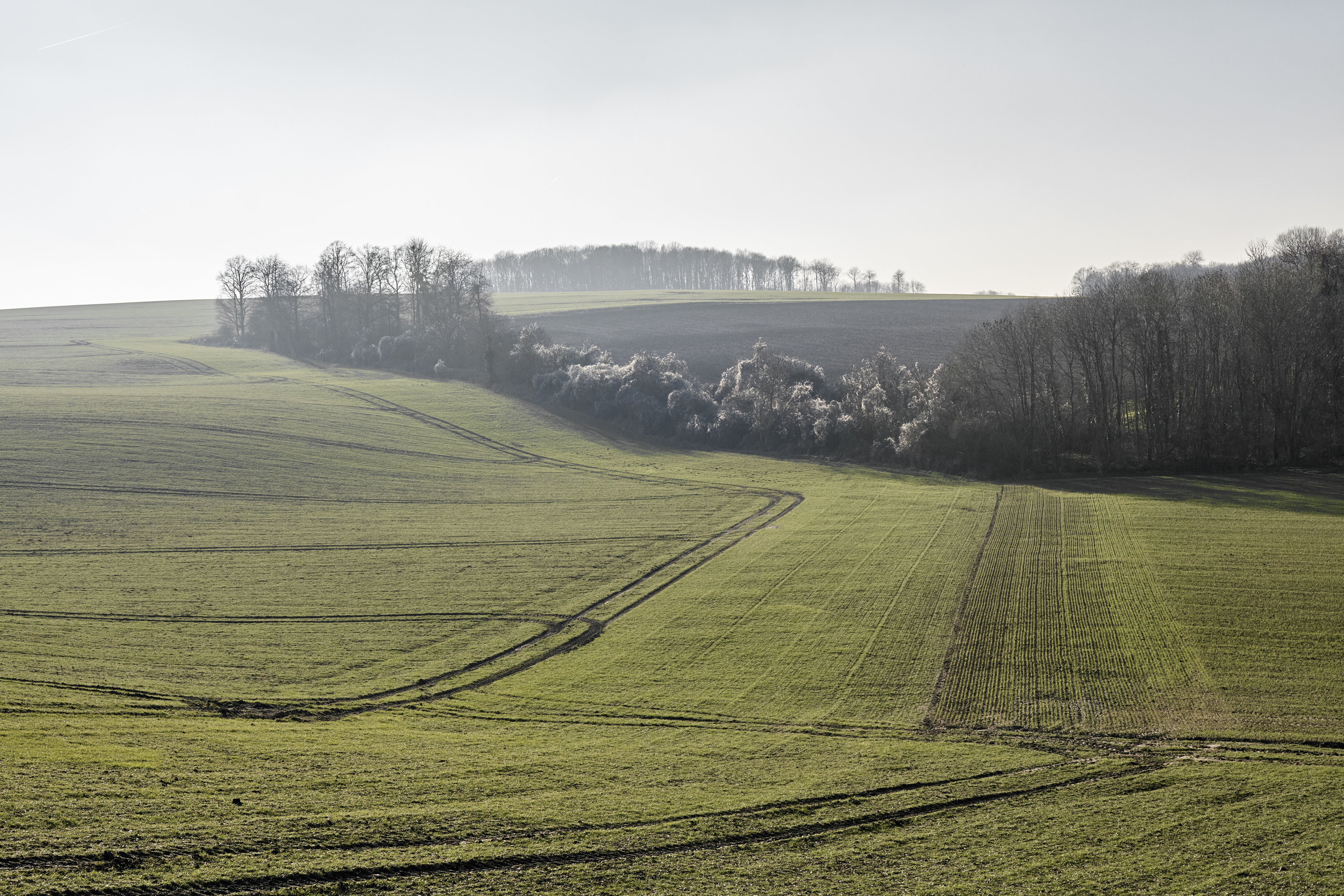 julien cregut-Lost Dogs-©juliencregut