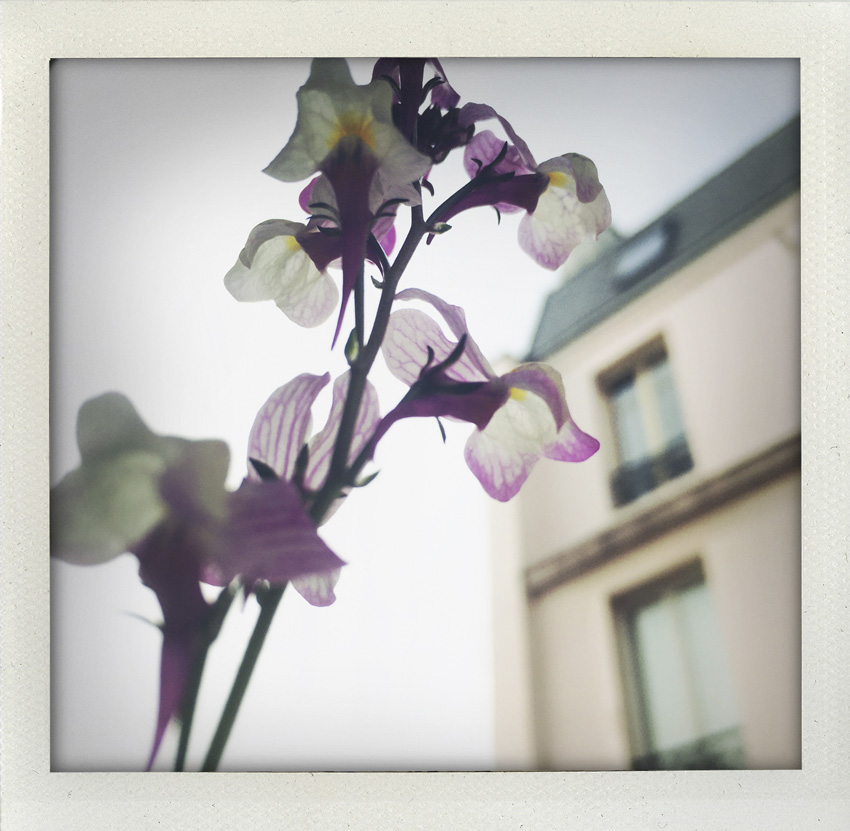 7 Avril 2020 Linaria sur fond gris