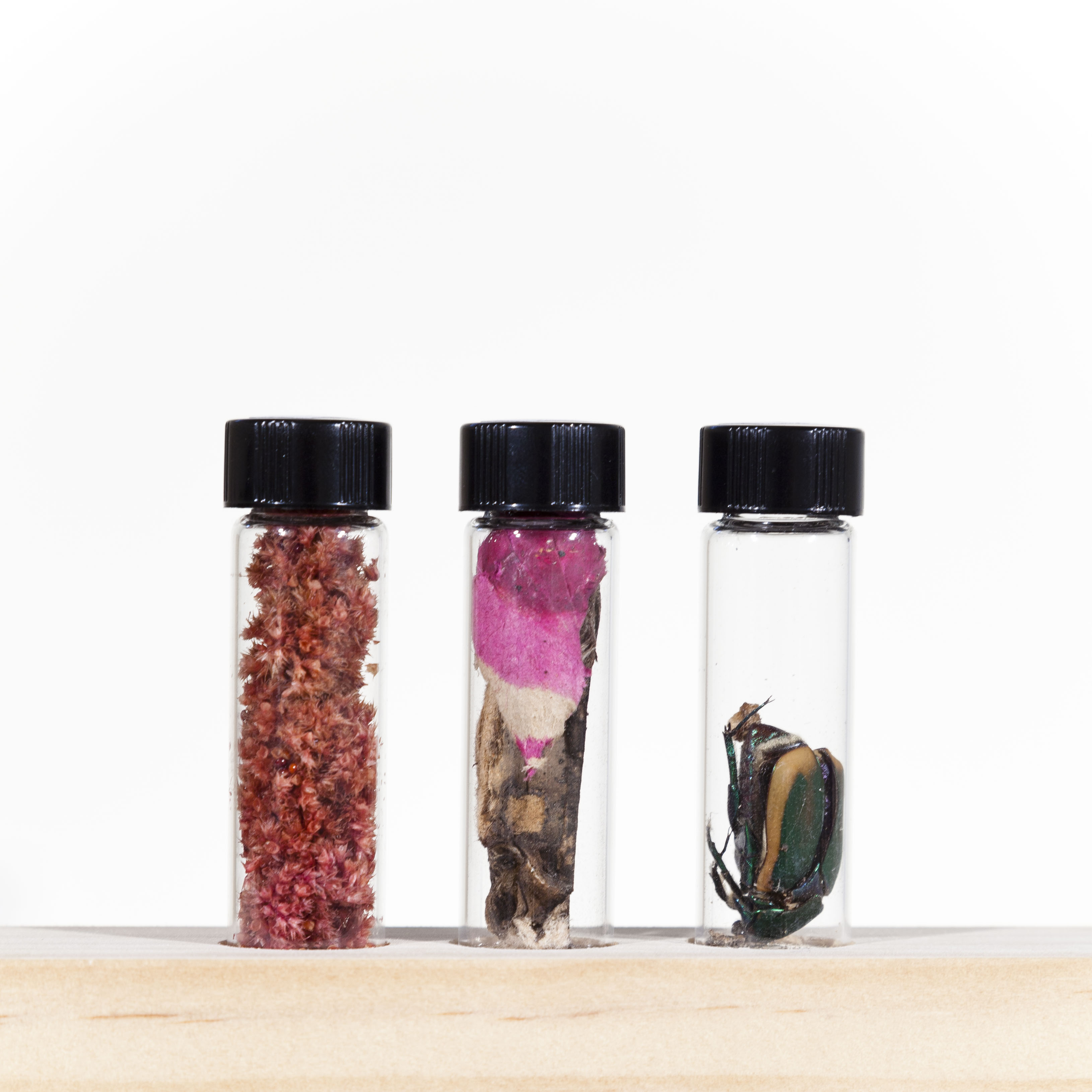 88. Red seeds from planted shrub - Koreatown 7/5 89. Spent fireworks casings - Koreatown 7/5 90. June Bug - Koreatown 7/6