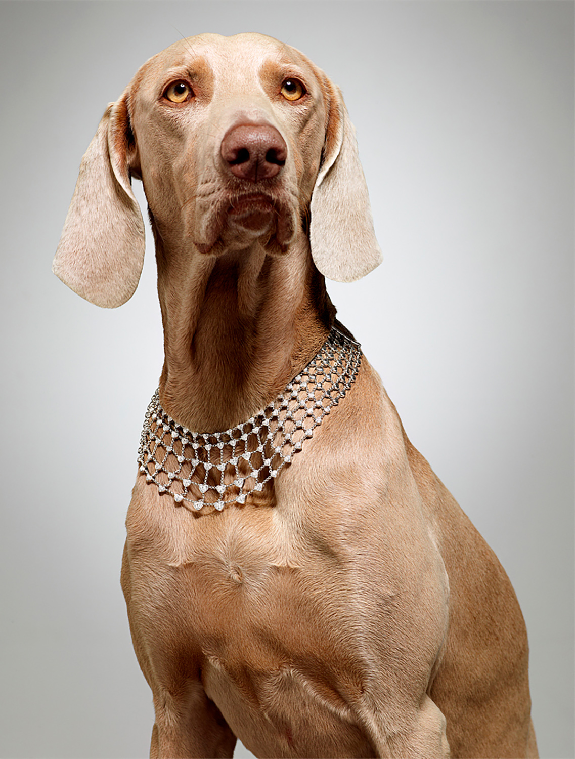 KMA photographer shoots photograph of grey dog wearing diamond necklace