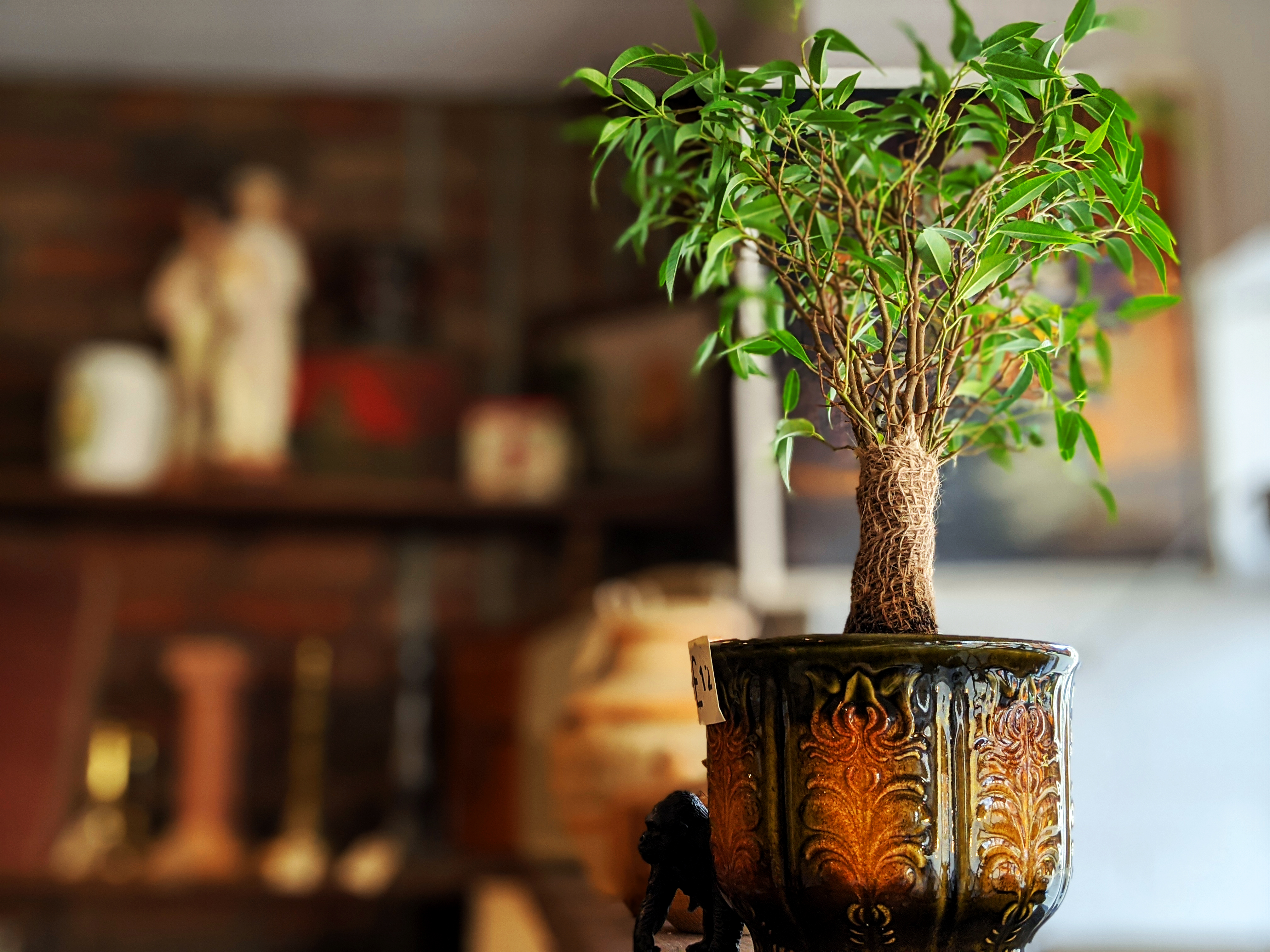 Winged Ape Vintage Pots Potted Plants Gift