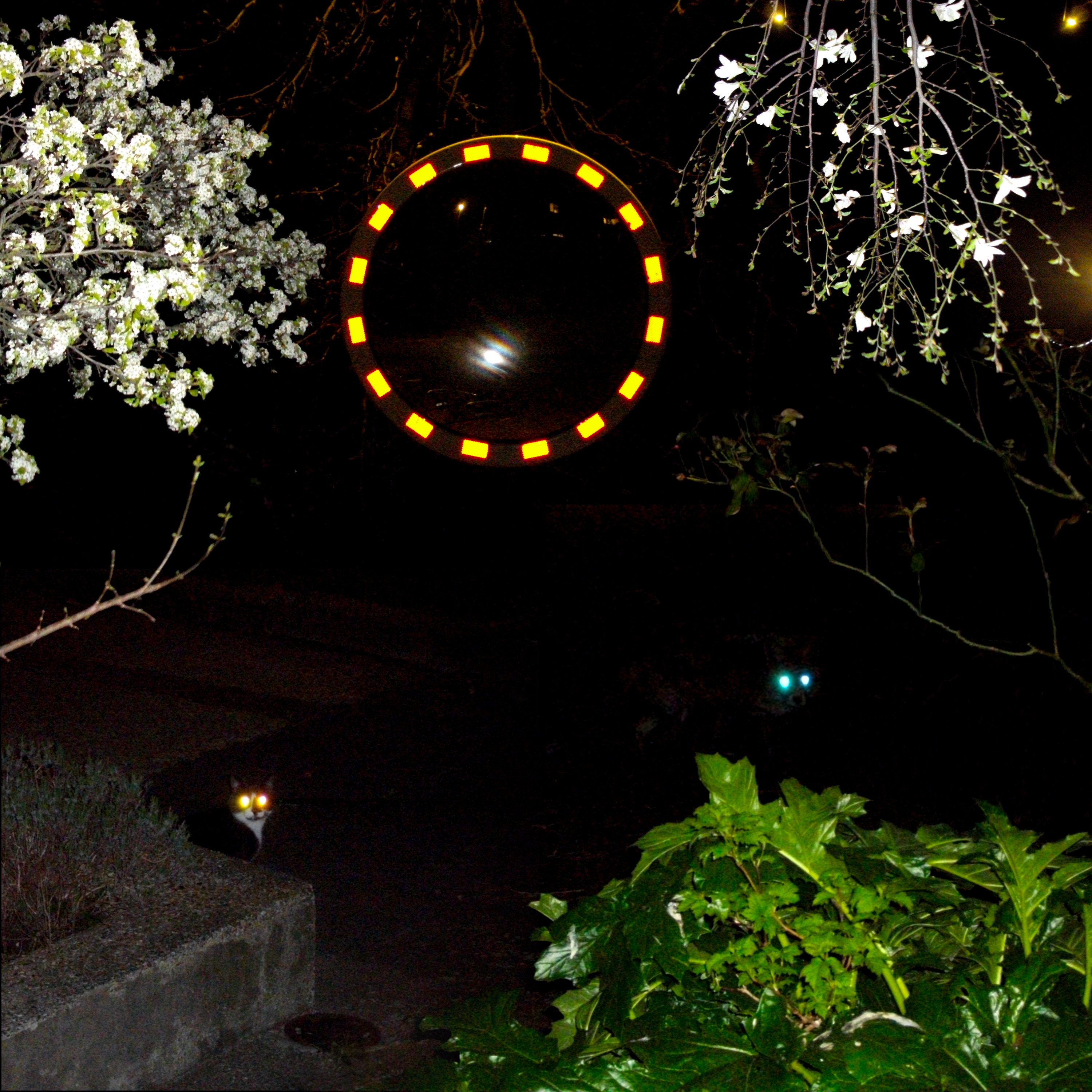 2025_A Walk In The Park :)