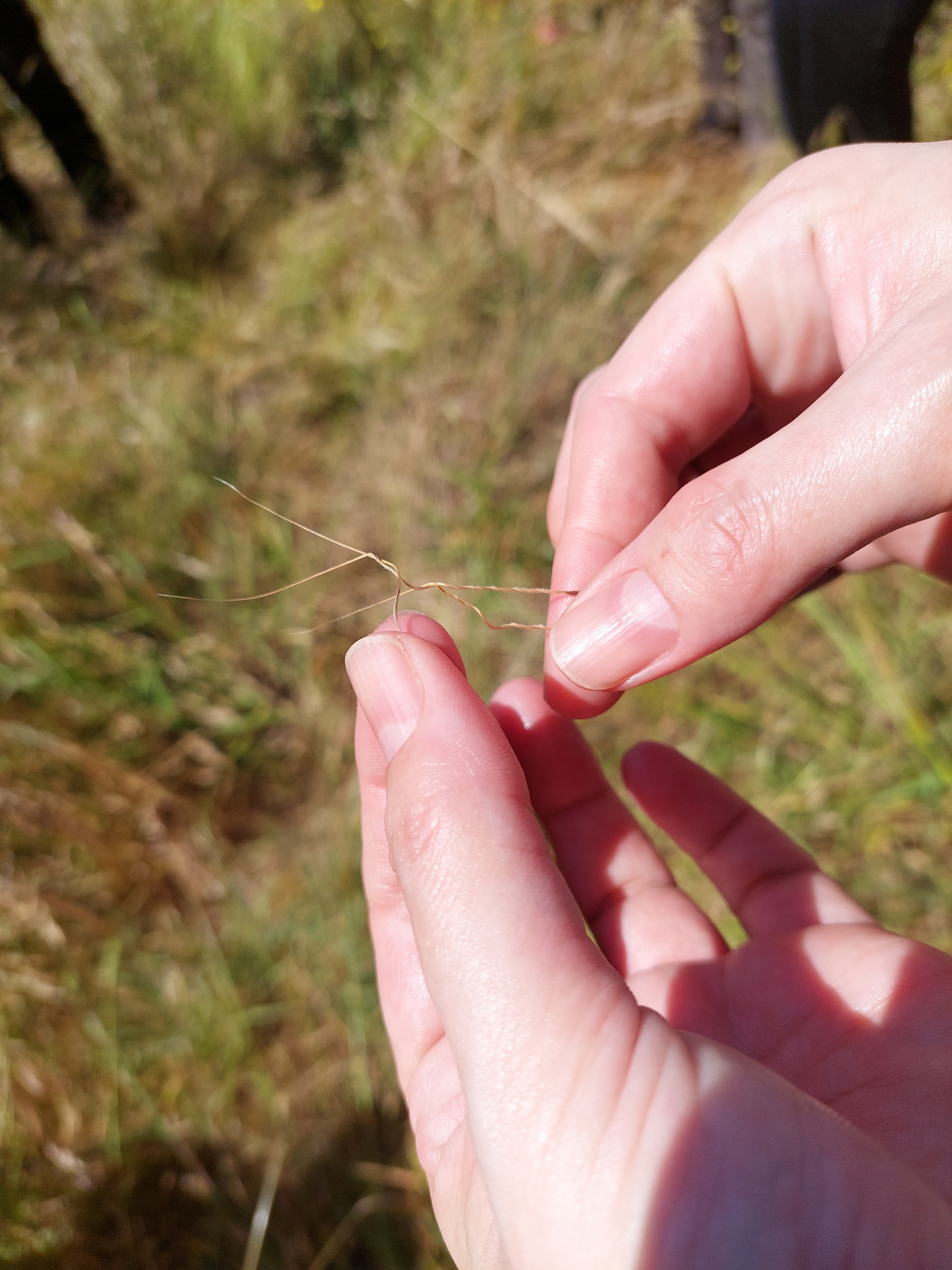 spear grass seedhead detail
