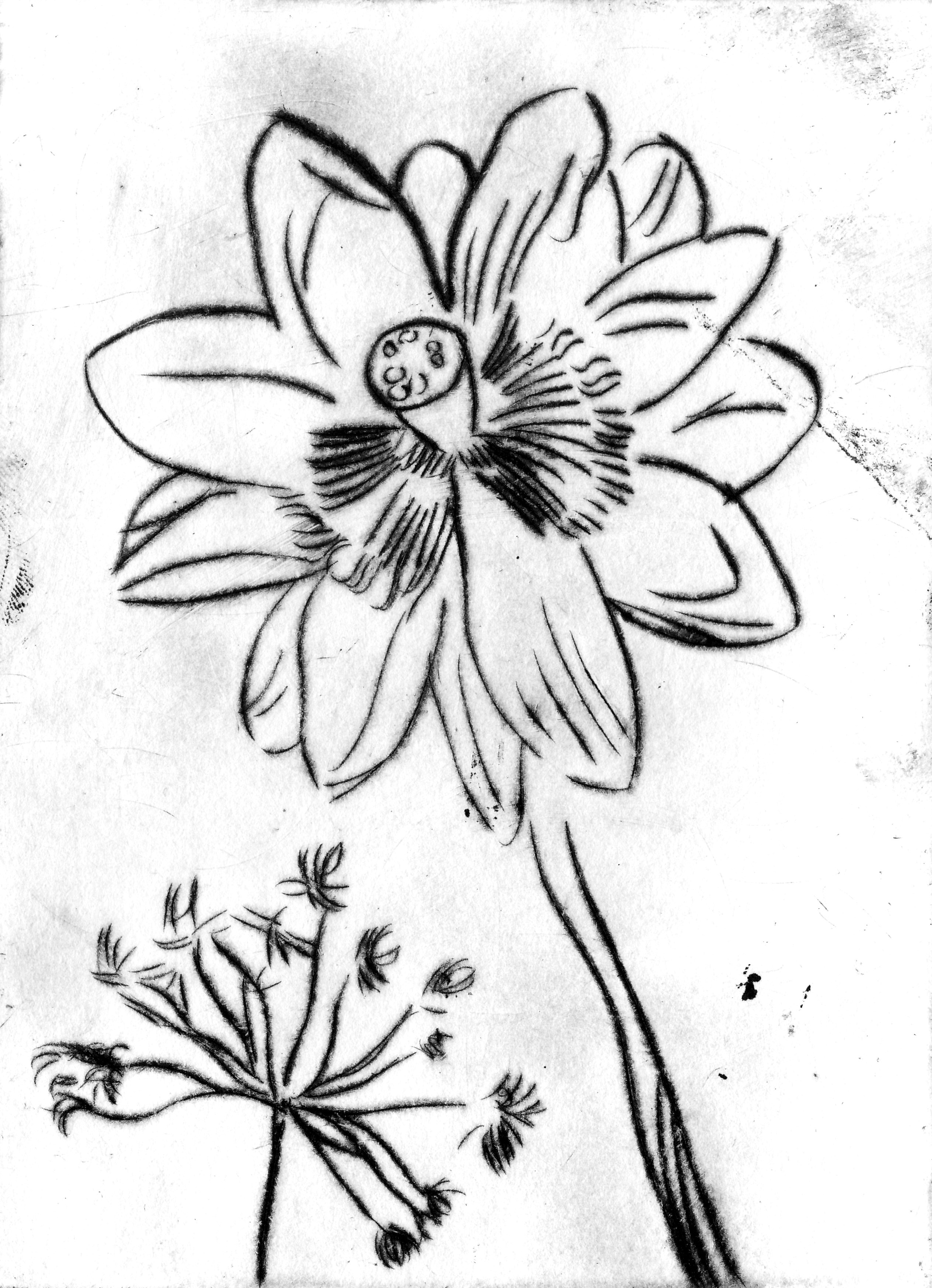fleur, pointe sèche,15x11cm