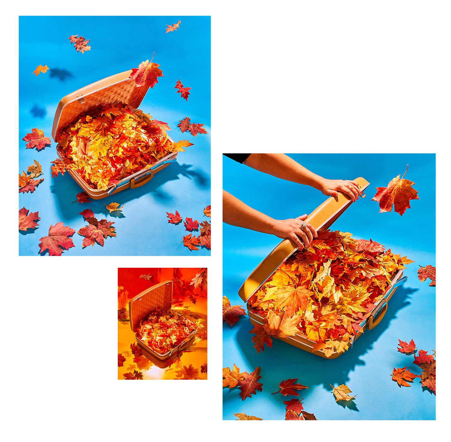 Photographed by F. Martin Ramin; Prop Styling by Stephanie L. Yeh