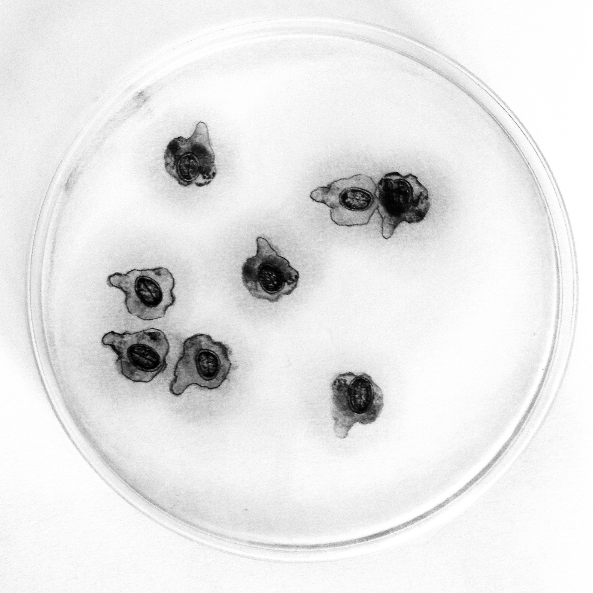 Cellulenpetri II-2015-20X20