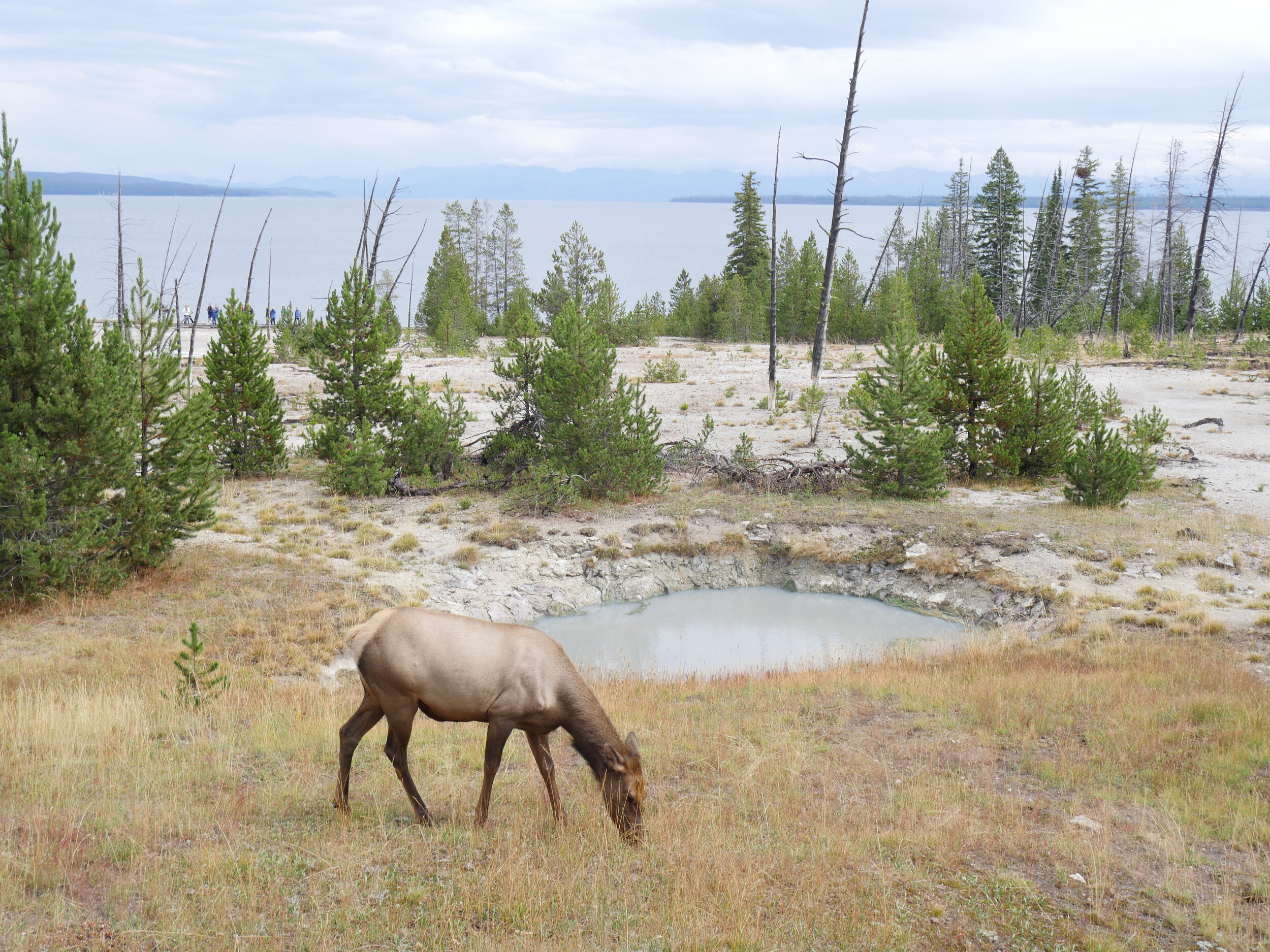 Yellow Stone National Park, USA, 2017