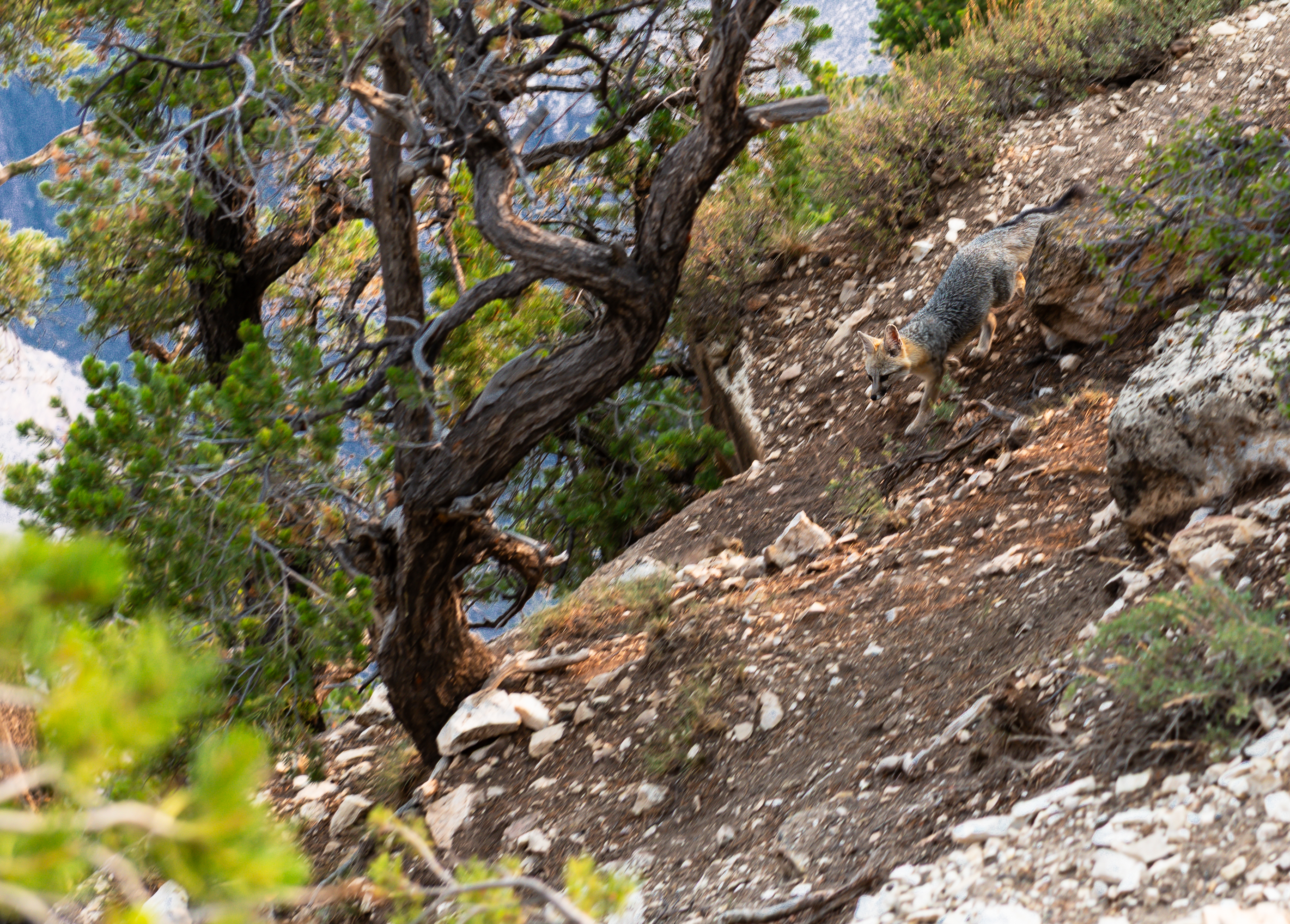 Coyote tôt le matin dans les abords du grand canyon.
