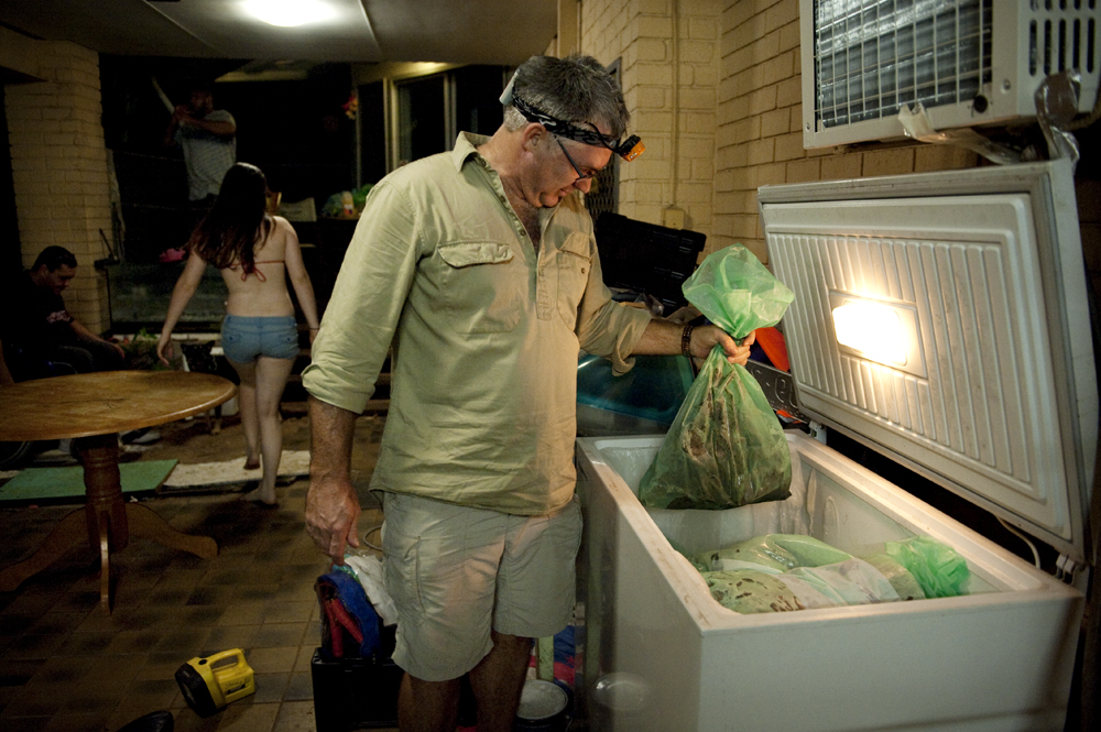 Darwin Mayor Graeme Sawyer with his freezer of Cane toads after a 'toad hunt', Darwin, Australia 
