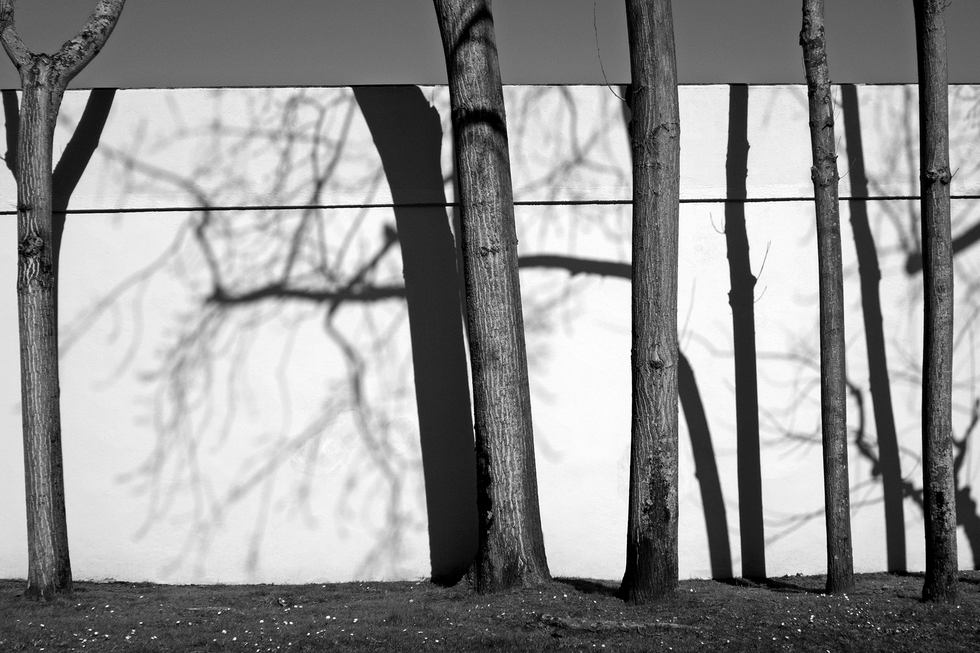 Trees casting their shadows on a cemetery wallA Coru&ntilde;a, Spain, 2021photography, single, color