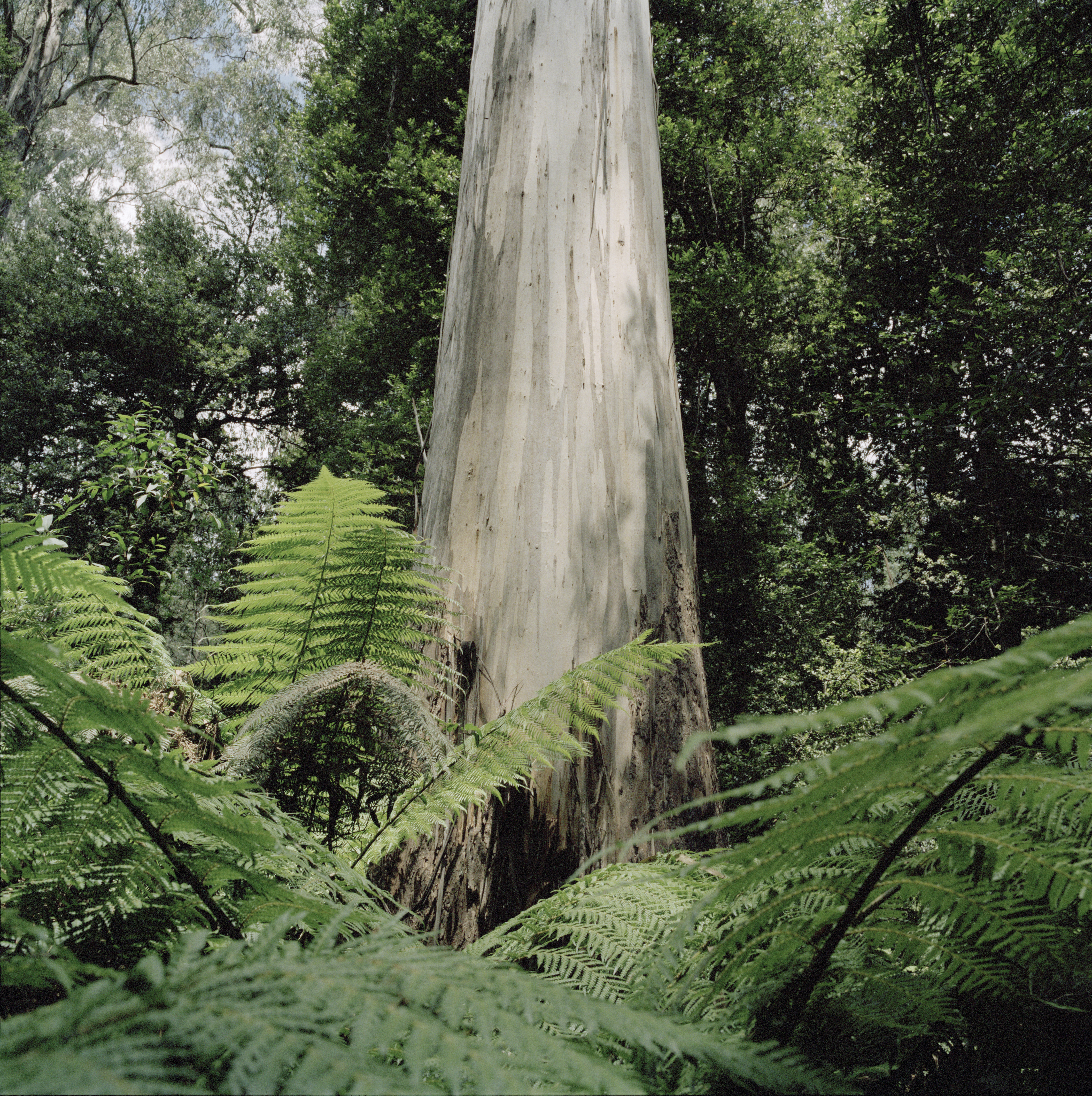 Victoria (Australia) 2008