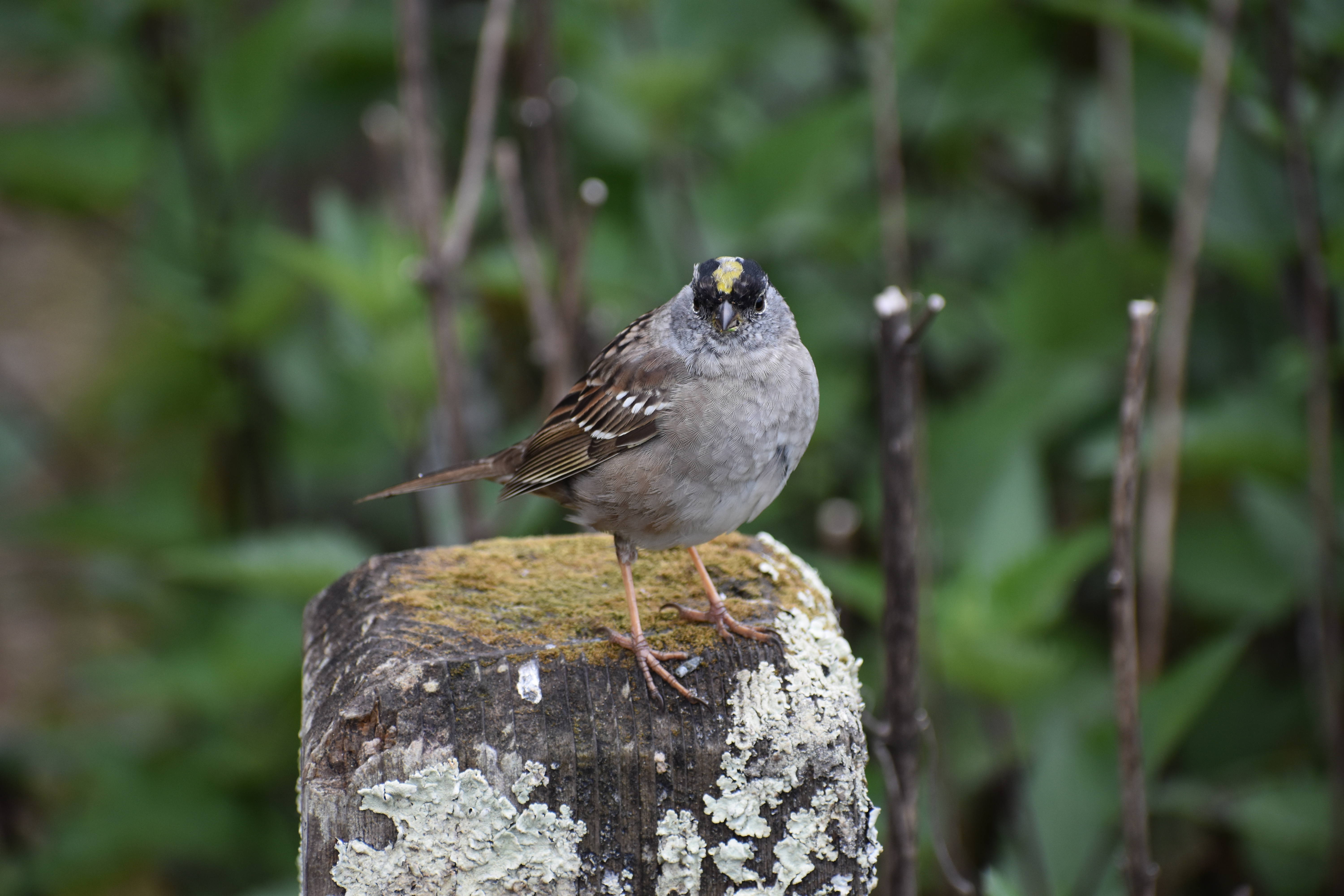 Gold Crowned Sparrow, San Francisco, CA