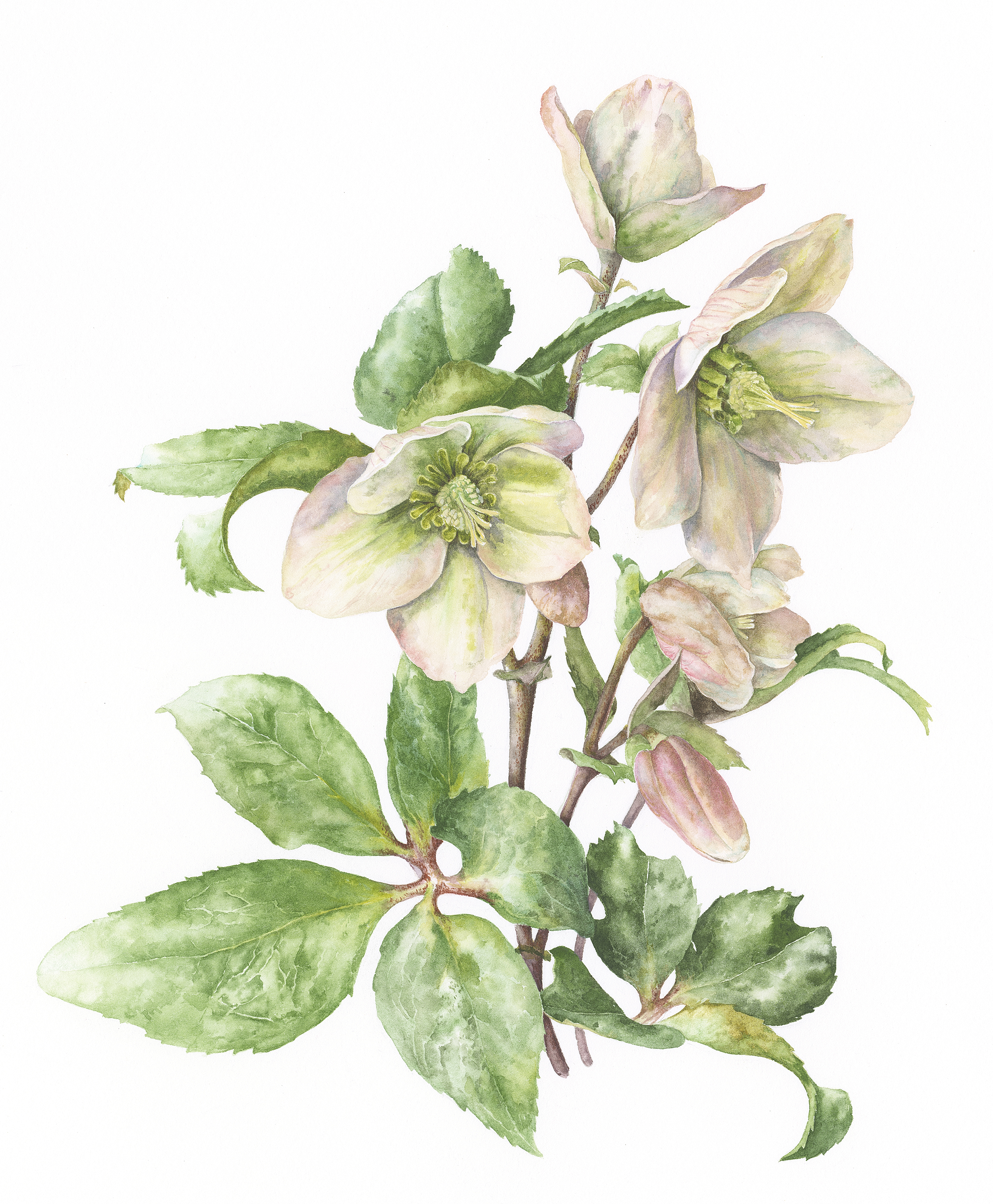 Helleborus 'Ivory Prince'