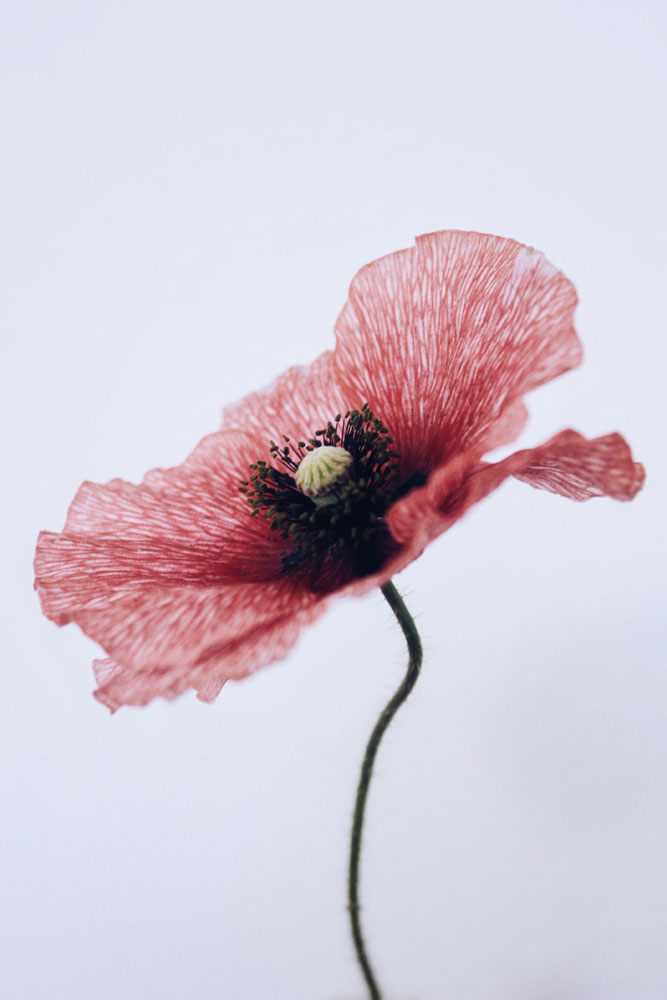 original image by Anna Meshkov