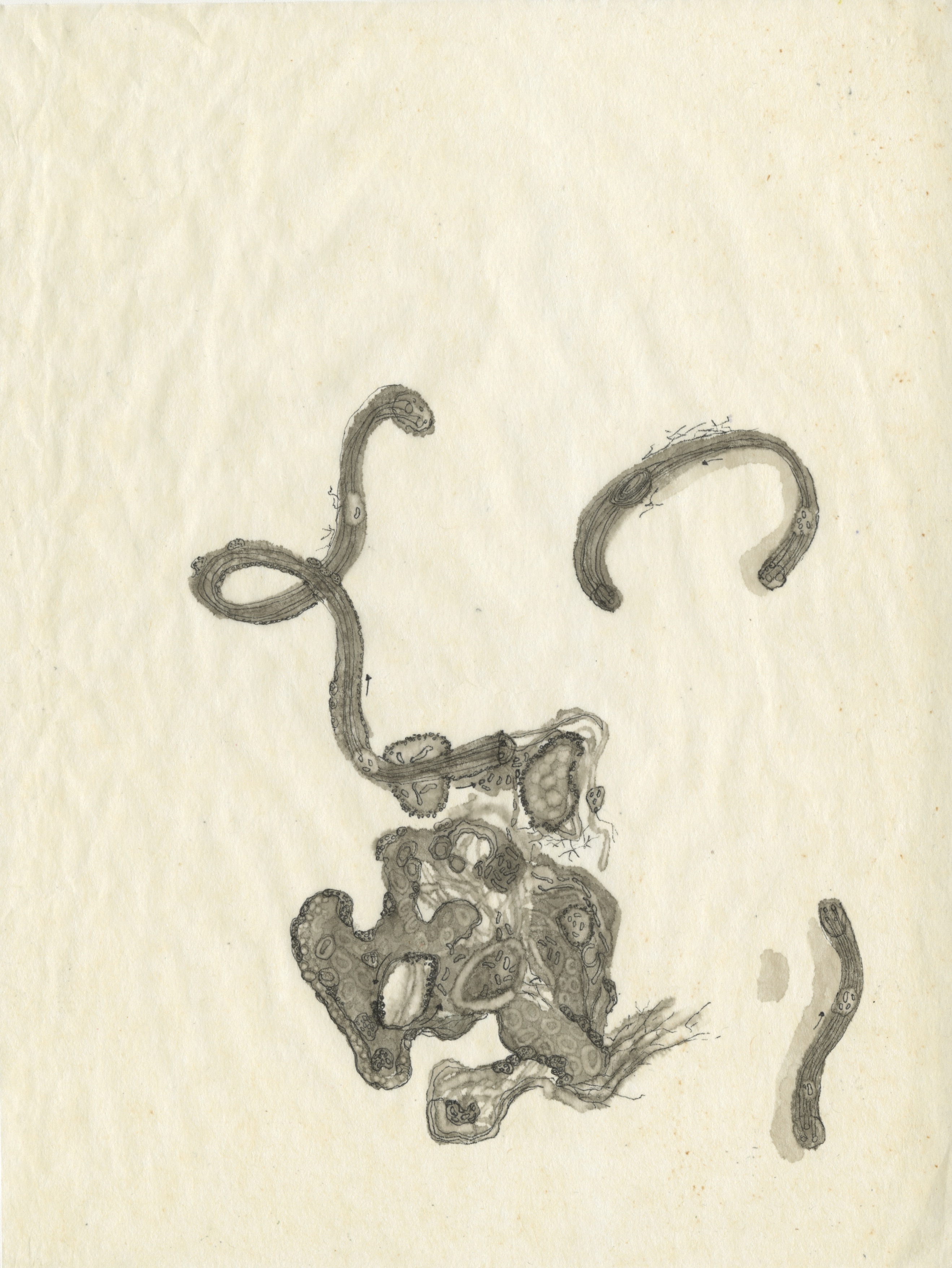 "Untitled Study II", 8"x10", alcohol ink on silkspan tissue paper. 2019