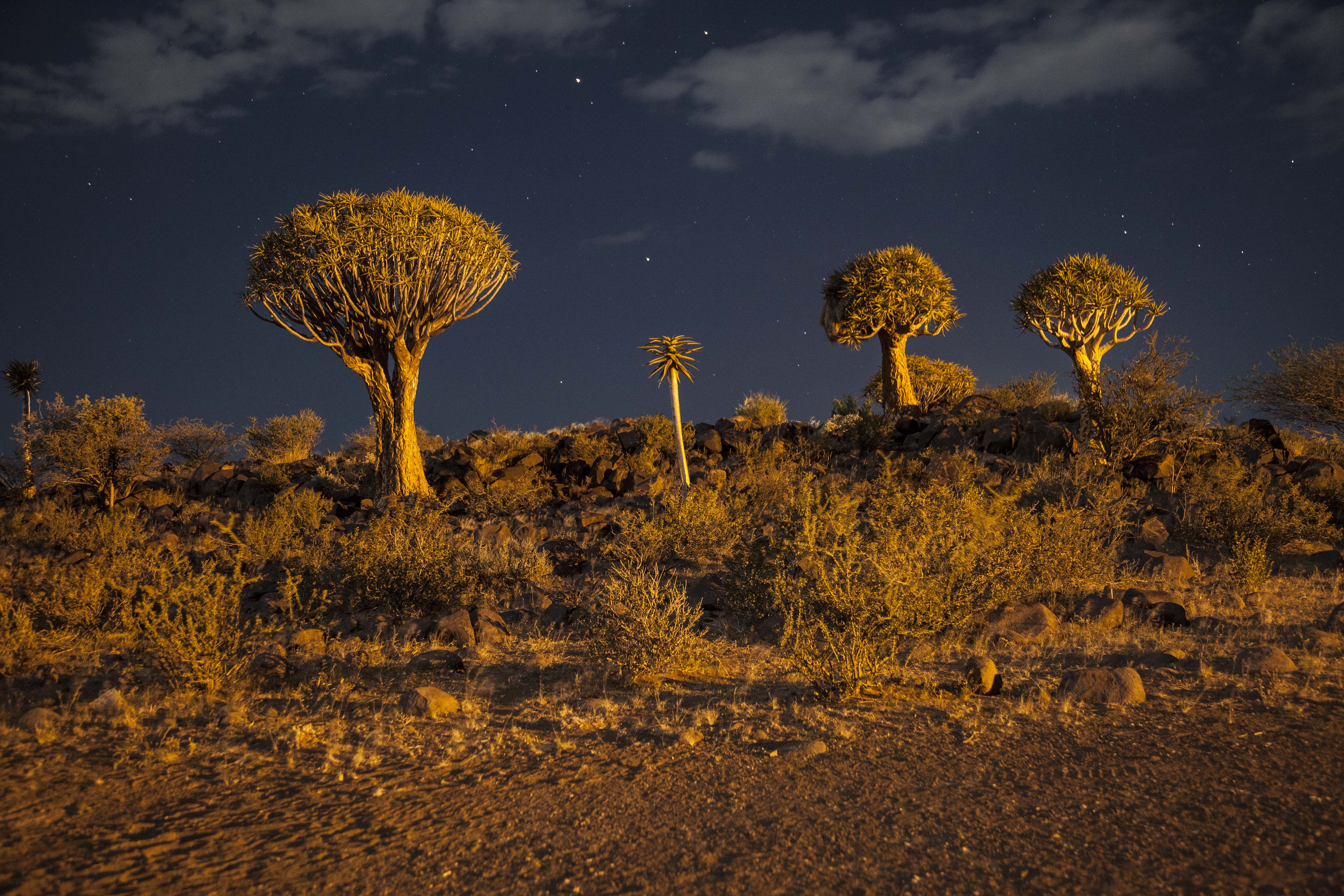 Quiver tree forest, Namibia