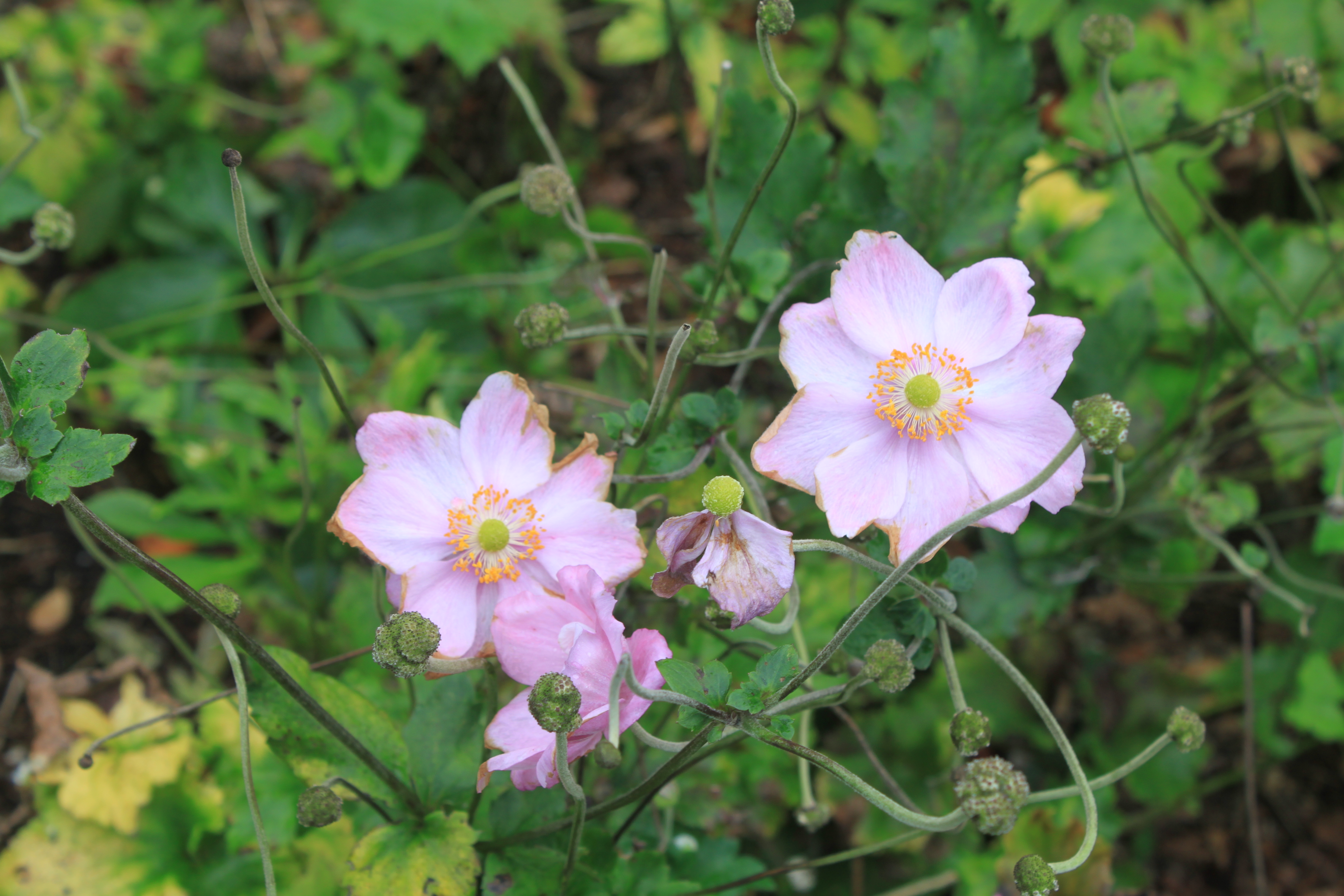  Wakefield close-up 📷 Cristina Audera