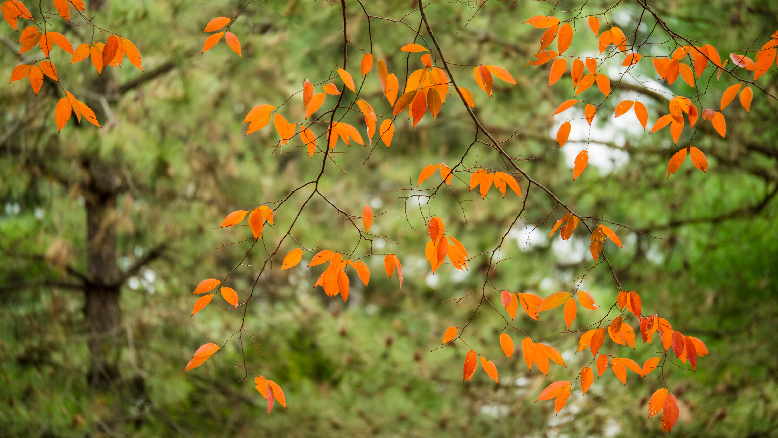 Beautiful Fall Leaves