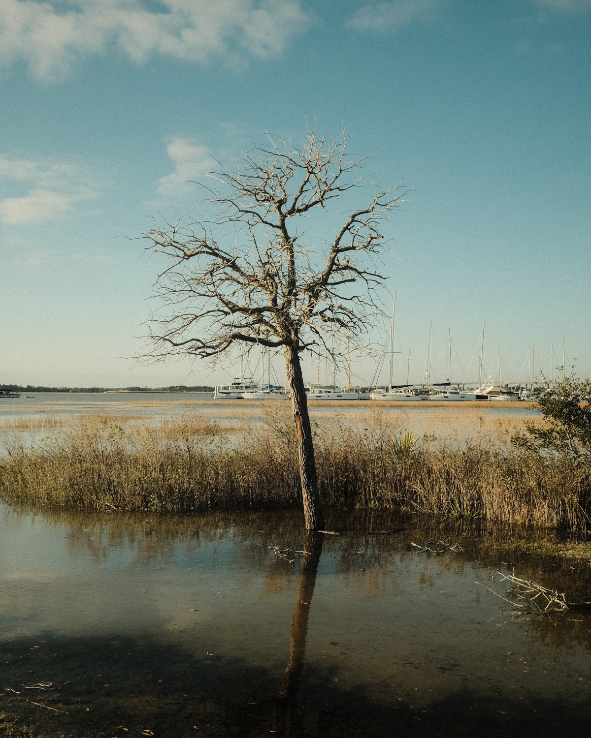 Tidal Flooding along the Ashley River Shoreline, January 2022