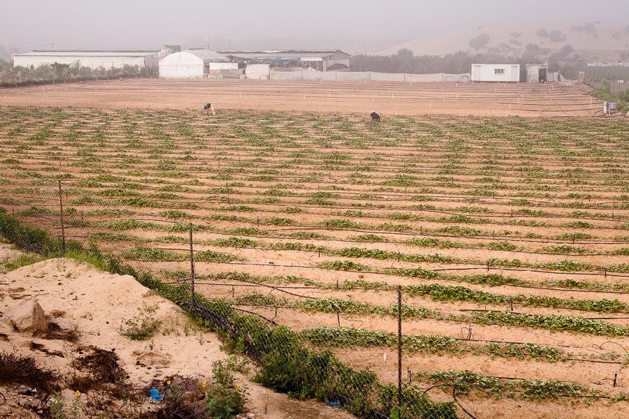 Beit Lahiya, juillet 2012 Si les champs du nord de Gaza sont aussi verts, c'est gr&acirc;ce &agrave; un important r&eacute;seau d'irrigation. Les pompes &agrave; moteur puisent dans la nappe phr&eacute;atique et diffusent l'eau &agrave; travers de gros tuyaux d'abord, puis de plus petits jusqu'aux diffuseurs. Les syst&egrave;mes d'irrigation co&ucirc;tent une fortune. Les fermiers les ach&egrave;tent g&eacute;n&eacute;ralement aux isra&eacute;liens. La destruction de ces &eacute;quipements par l'arm&eacute;e isra&eacute;lienne, comme par exemple lors de la guerre de 2008/2009, peut causer la faillite d'une fermier, qui peinera &agrave; les racheter.