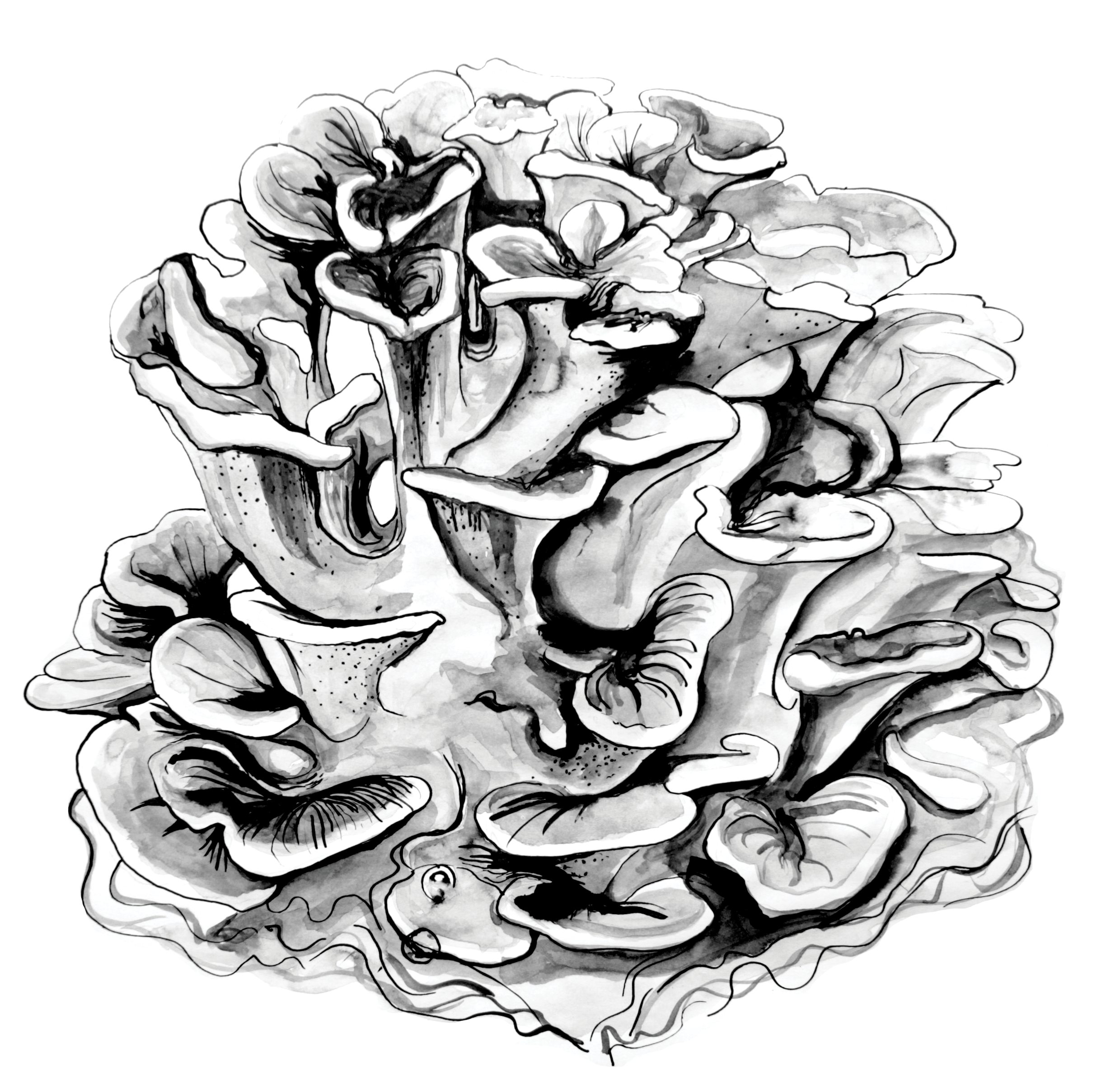Maitake, Herbalists without Borders Bristol calendar, 2022