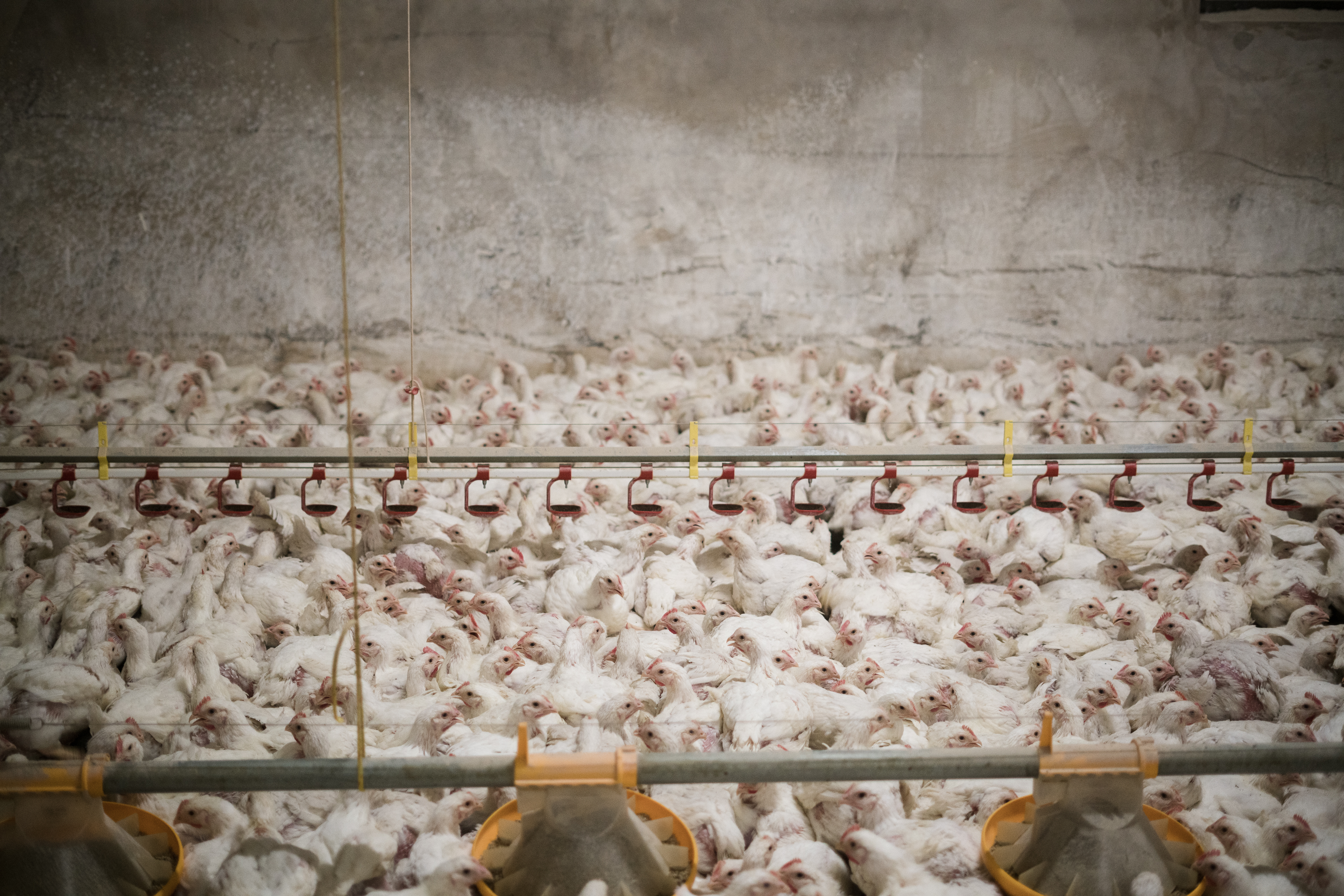 Kristo Muurimaa & Juho Kerola 