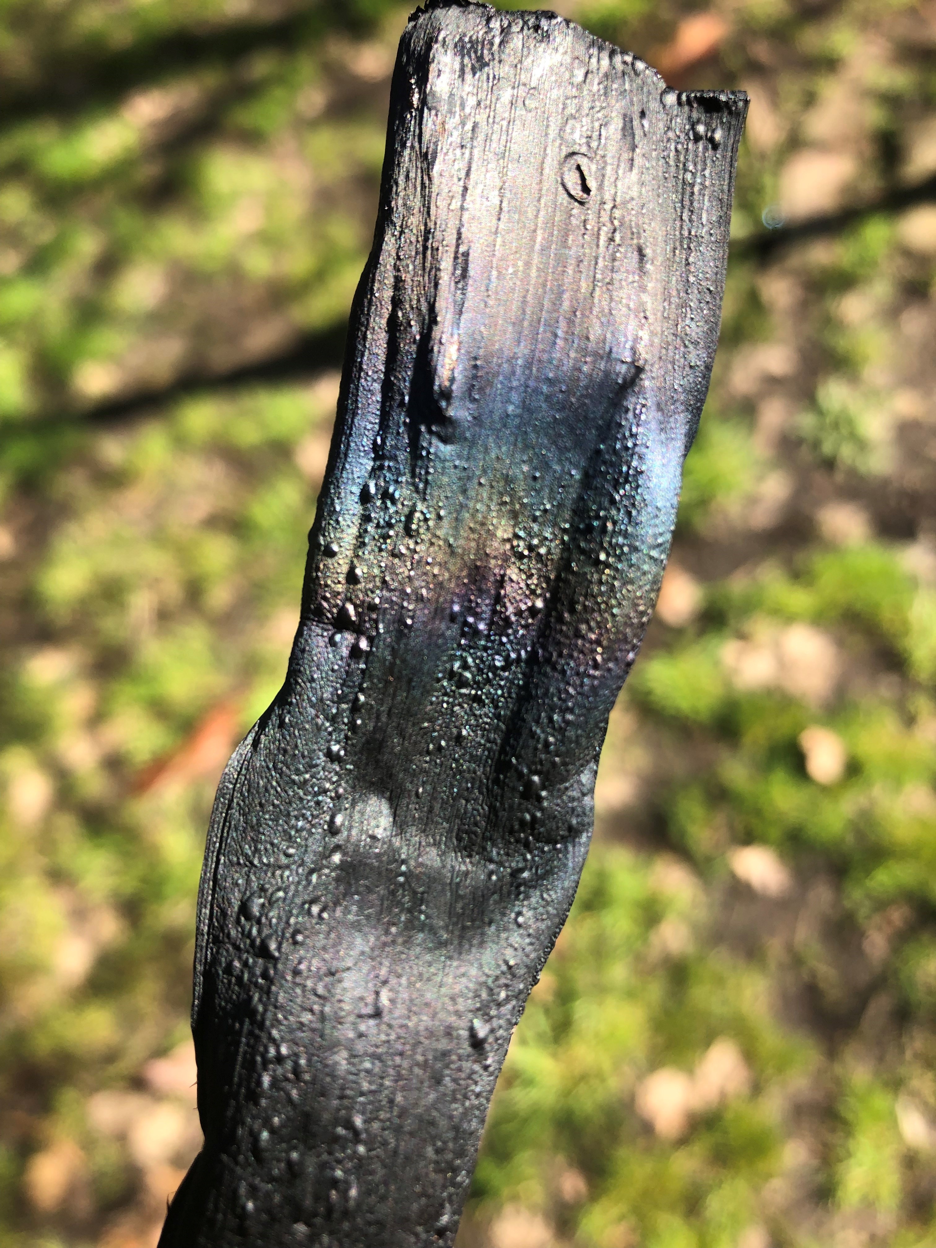 Rainbow in leek charcoal for Paddock to Plate drawing workshop