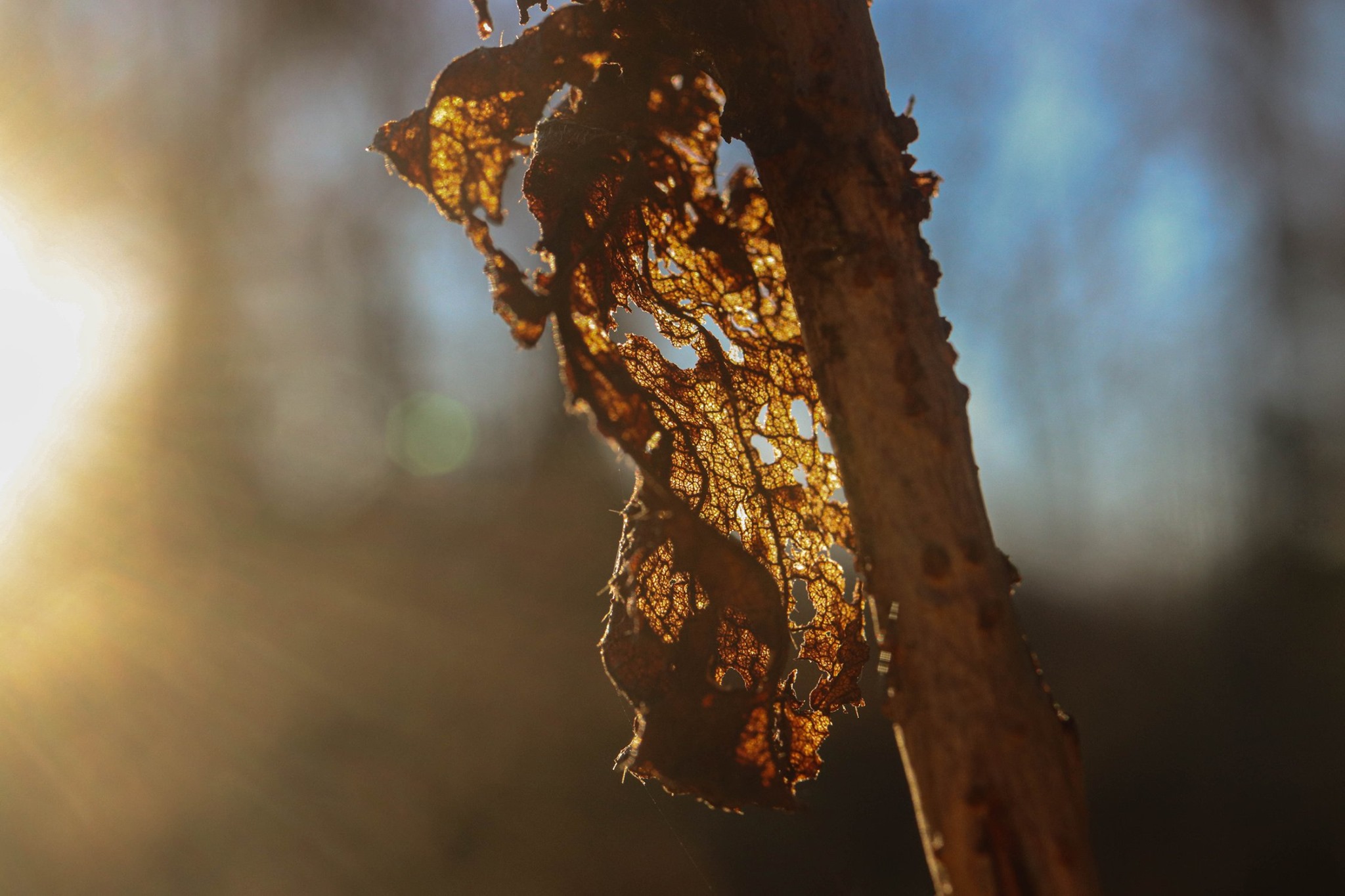 Leaf at Sunset / Photography / Spring 2020