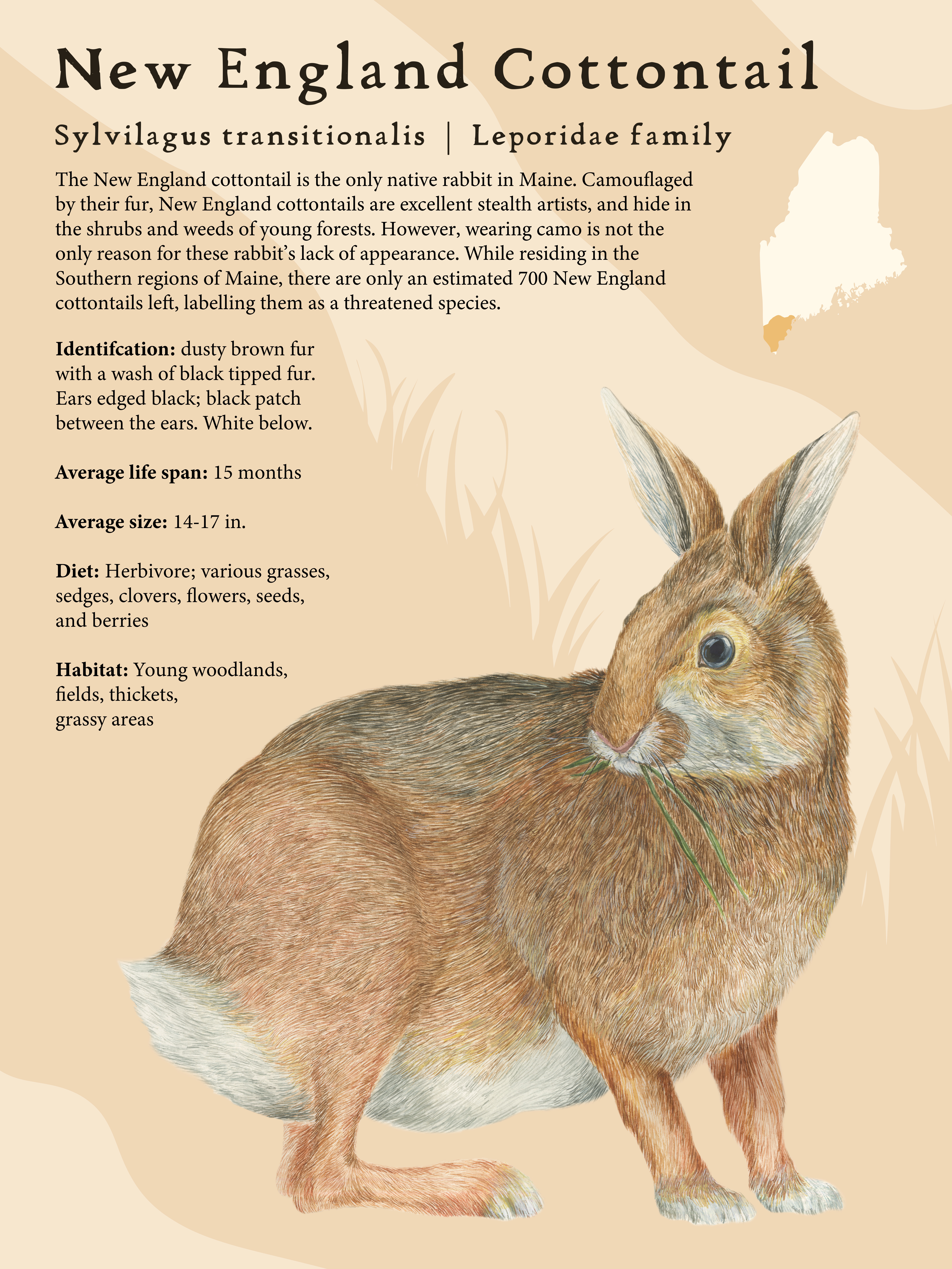 New England Cottontailwatercolor and paper, 18x24 inches, 2023