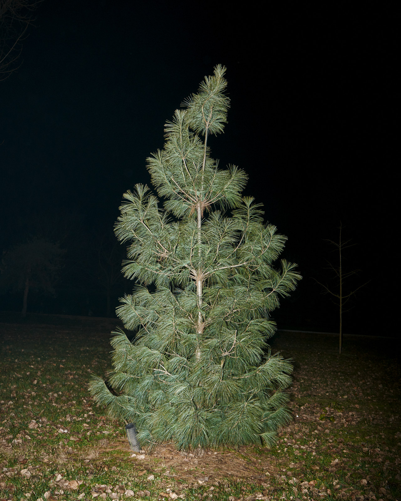 Pine Tree / Parco Guido Galli, Milano, 2019