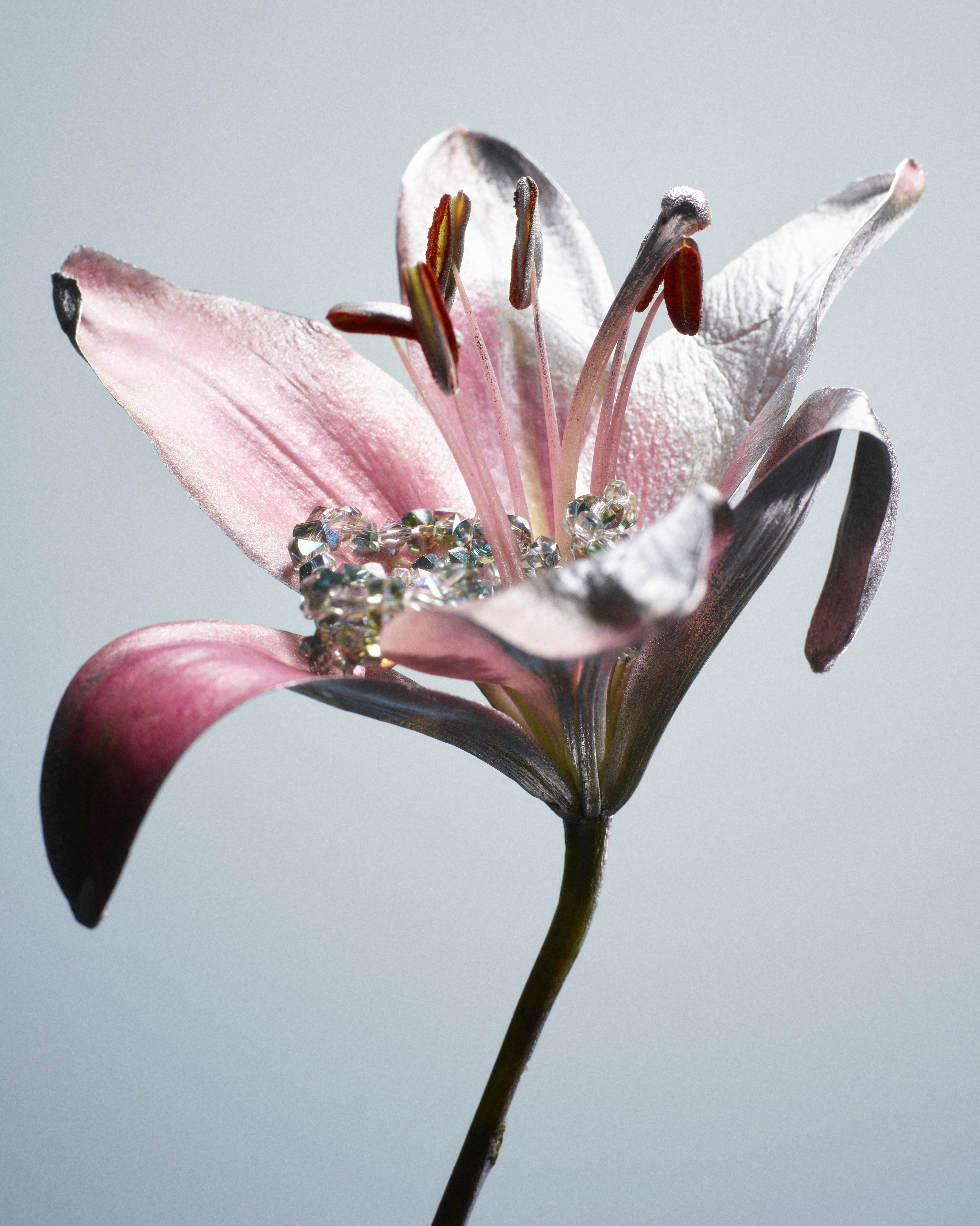 FLOWERXPLORATION WITH SUNDĒ FLEURS