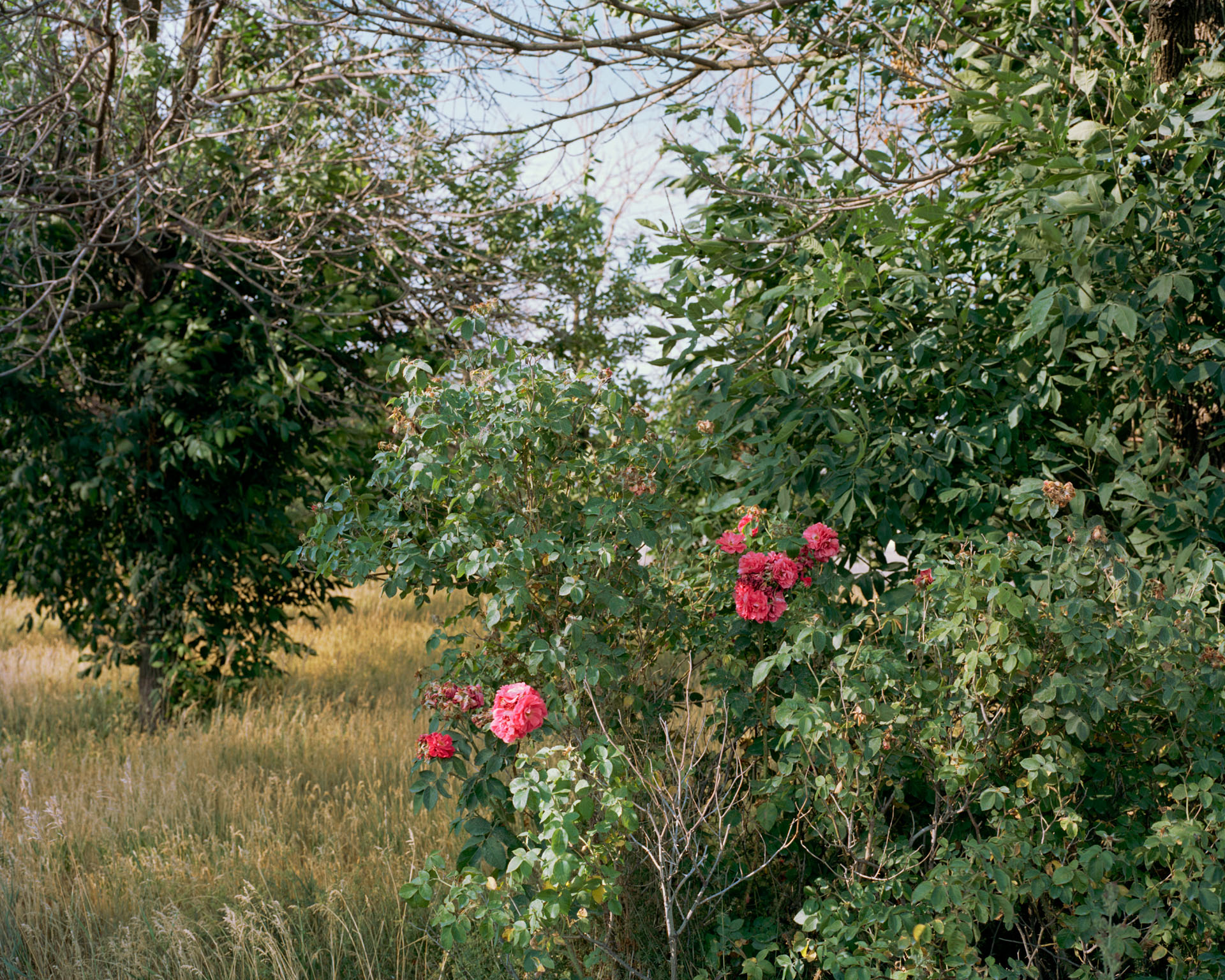 Rugarosa Bush, Summer 2020, 32 x 40 inches/pouces, digital inkjet print, impression jet d'encre numérique, Goose Village, 2022