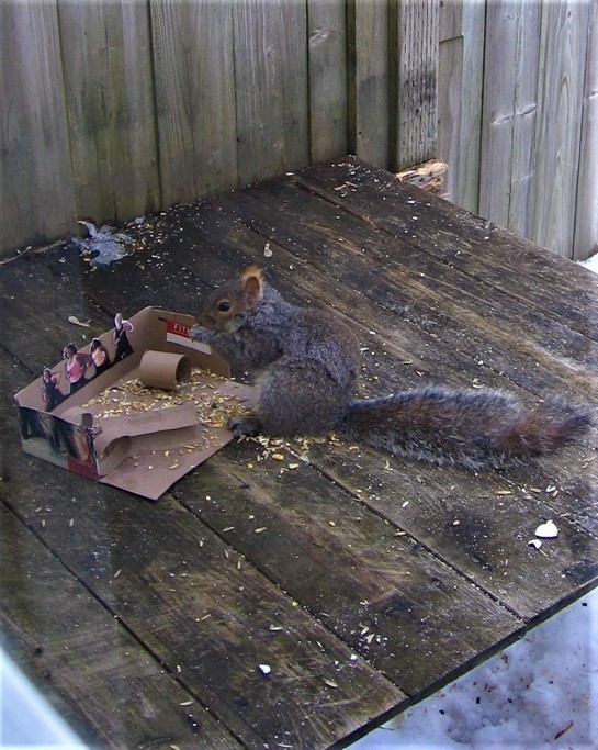 Richard was again feeding the squirrels from a carboard tableau in Fredericton