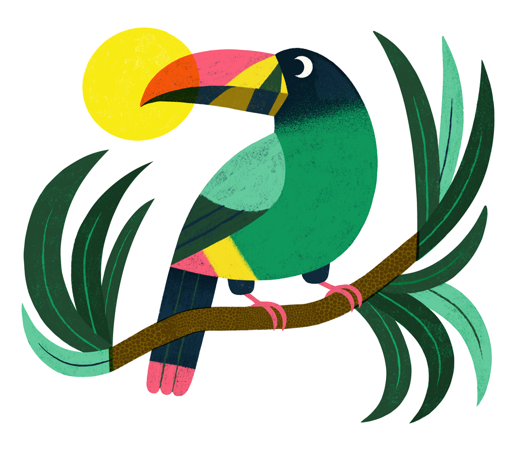 Mountain Toucan — essillustration