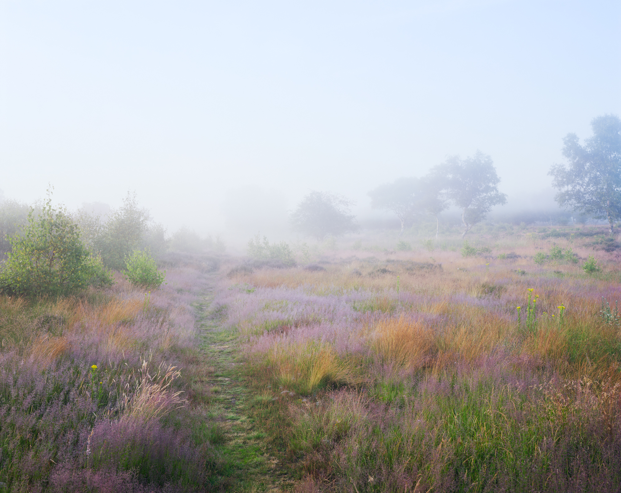 'Heath Sunrise'